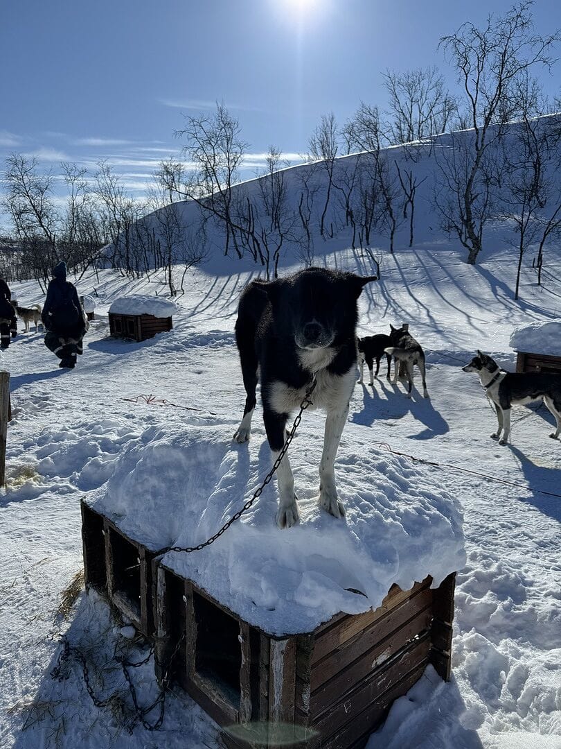 Holmen Husky Lodge