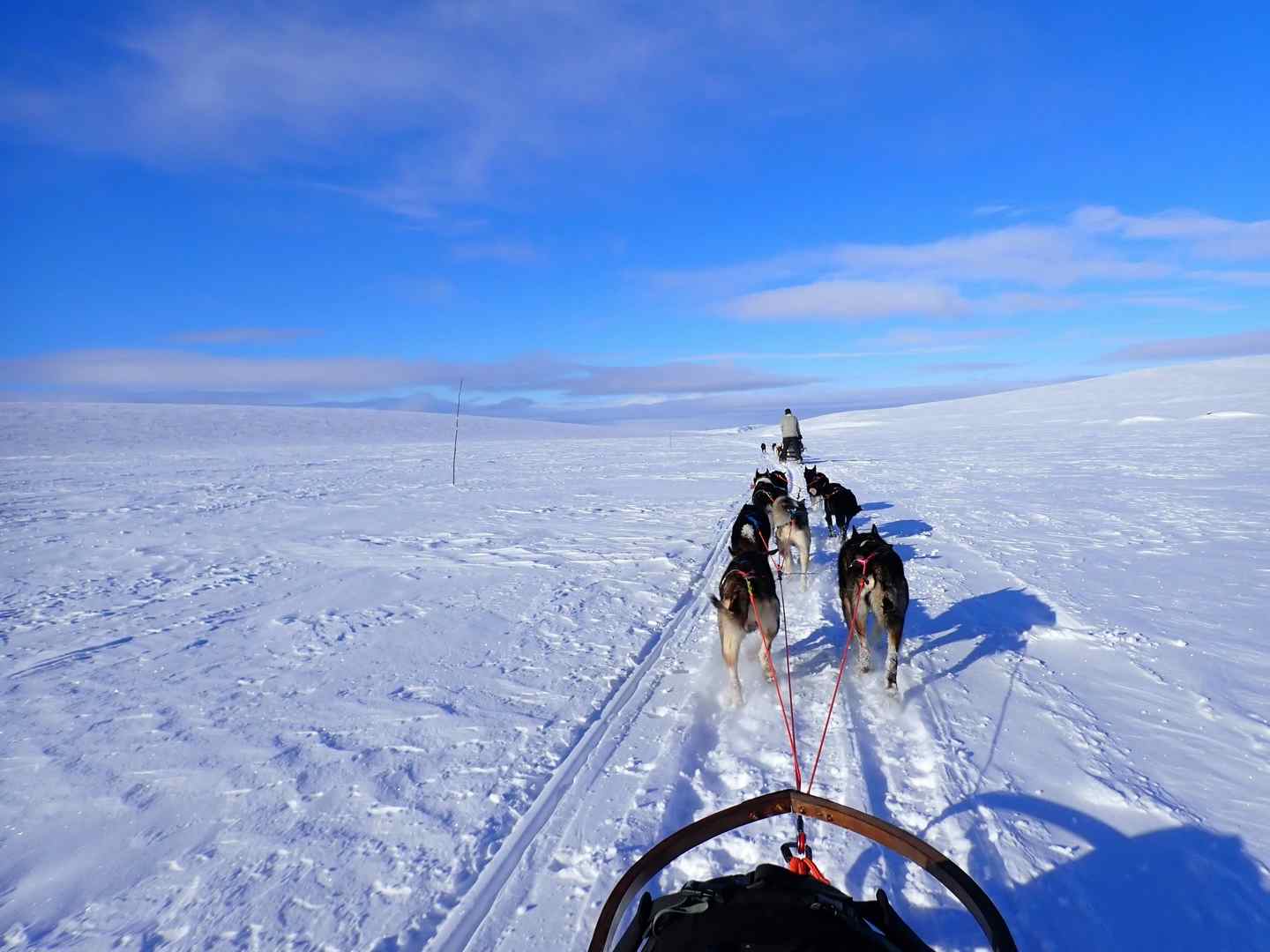 Husky Sled and Northern Lights Expedition w...