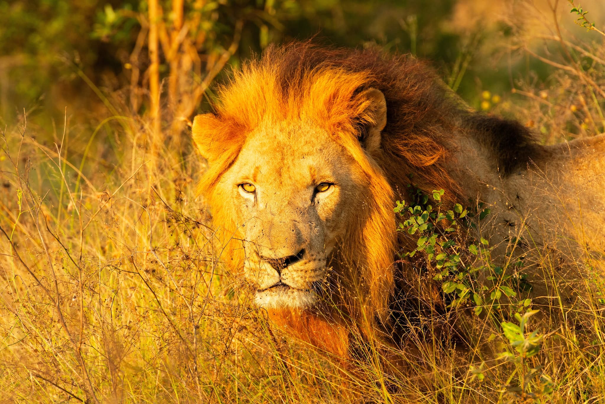 Wildlife Adventure in South Africa and Eswatini