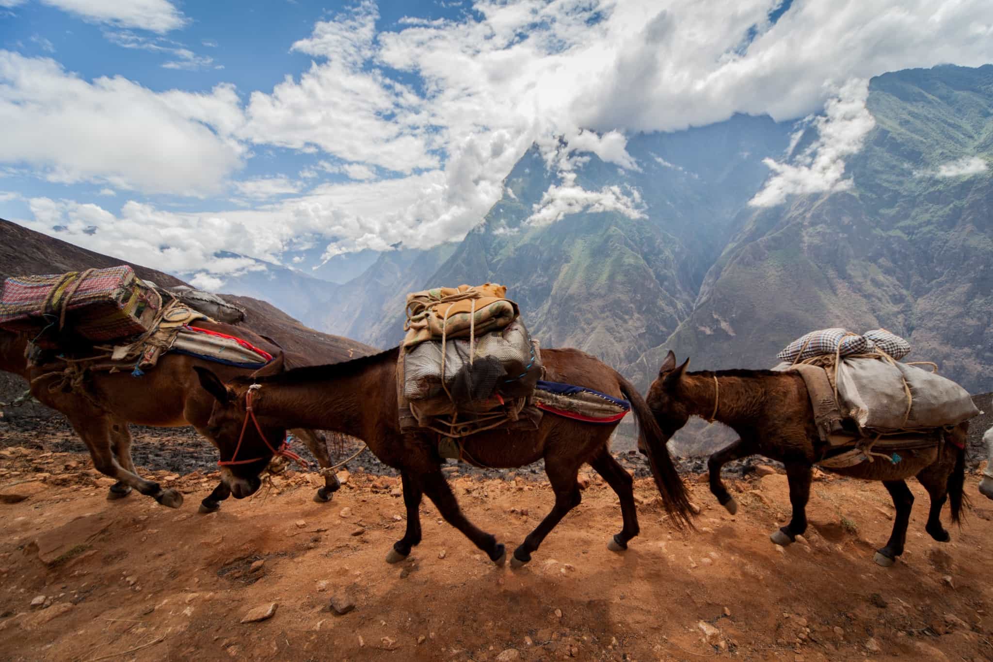 Mules carrying load on the Choquequirao Trek. Photo: Canva link:https://www.canva.com/photos/MADQCB_0ldw-choquequirao-trek/