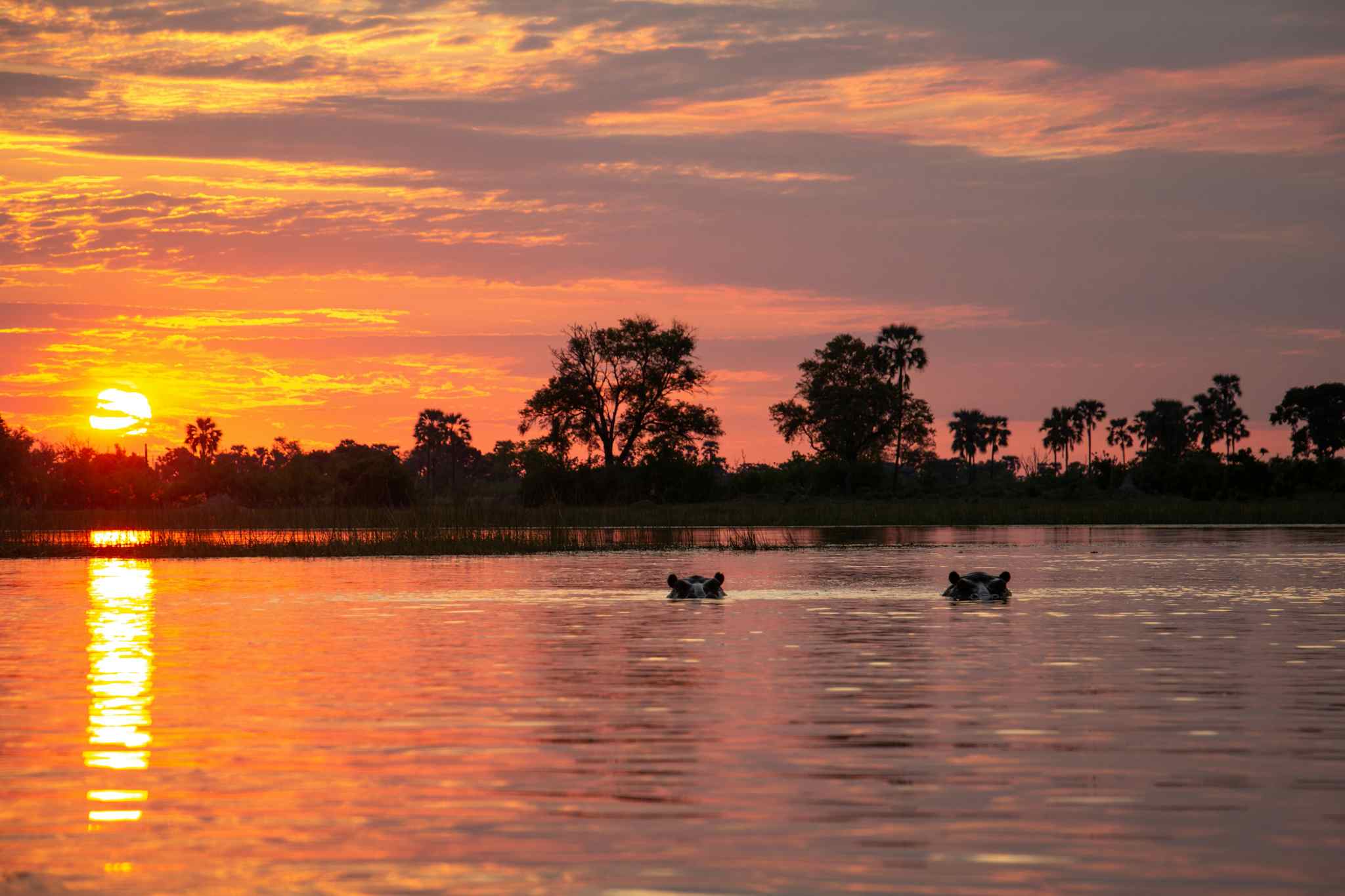 STAFF - Hippos in the Okavango Delta, Botswana at sunset. Photo: Staff/Chris Kearney
