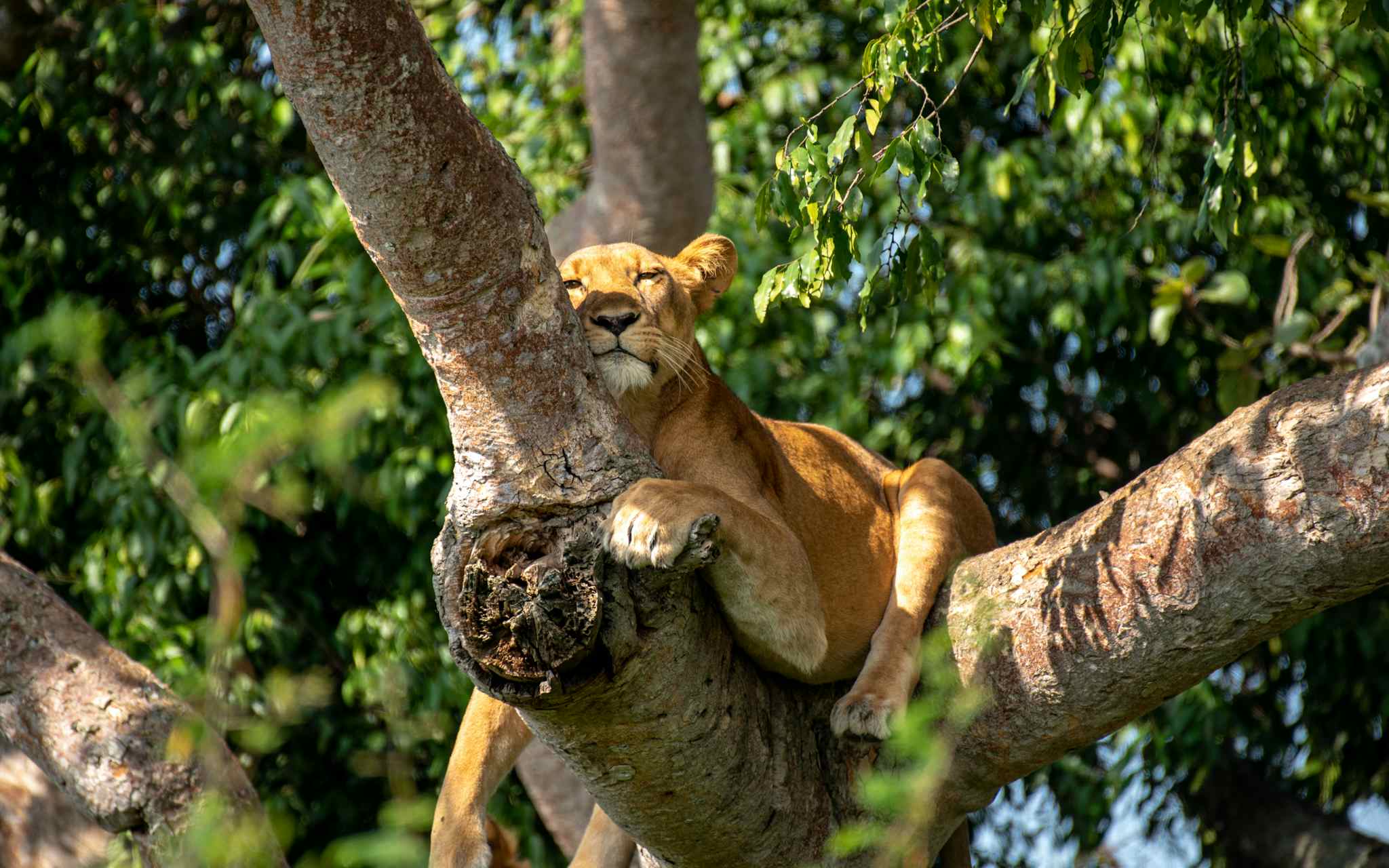 Queen Elizabeth National Park, Uganda
Host image - Mbogo African Safaris