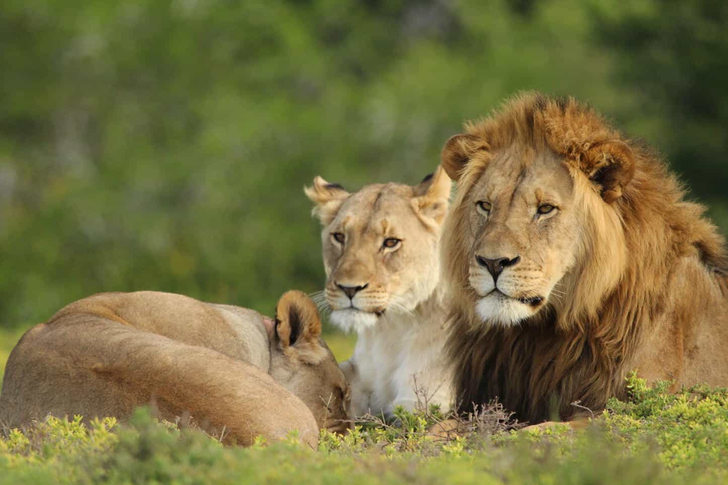 Lions in Amakhala Game Reserve.
