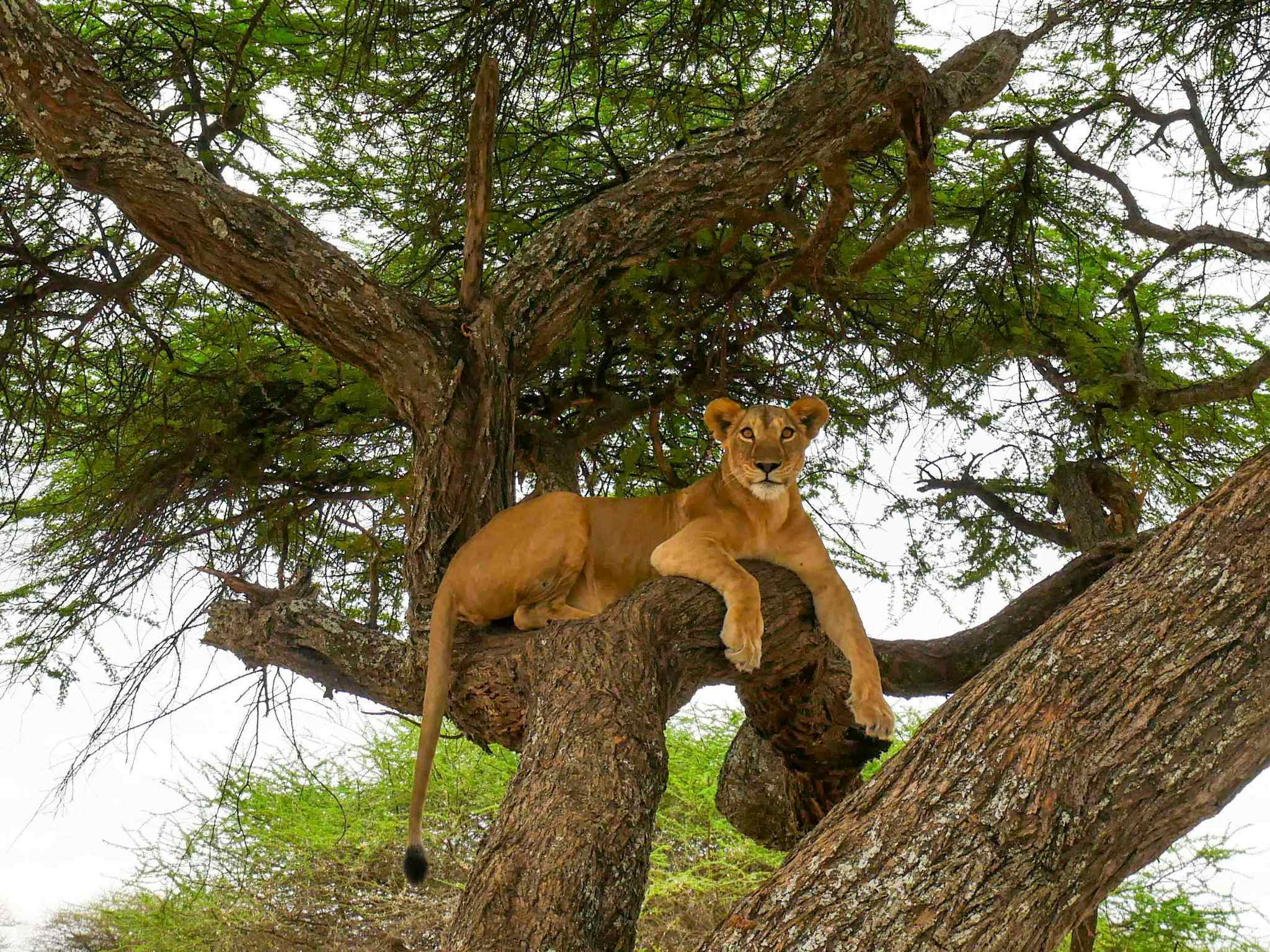 A lion sitting in the branches of an acacia tree, Tanzania.