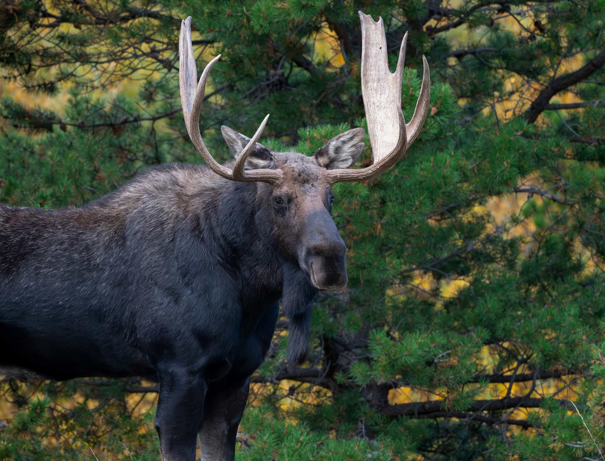 Moose in the Canadian Rockies.