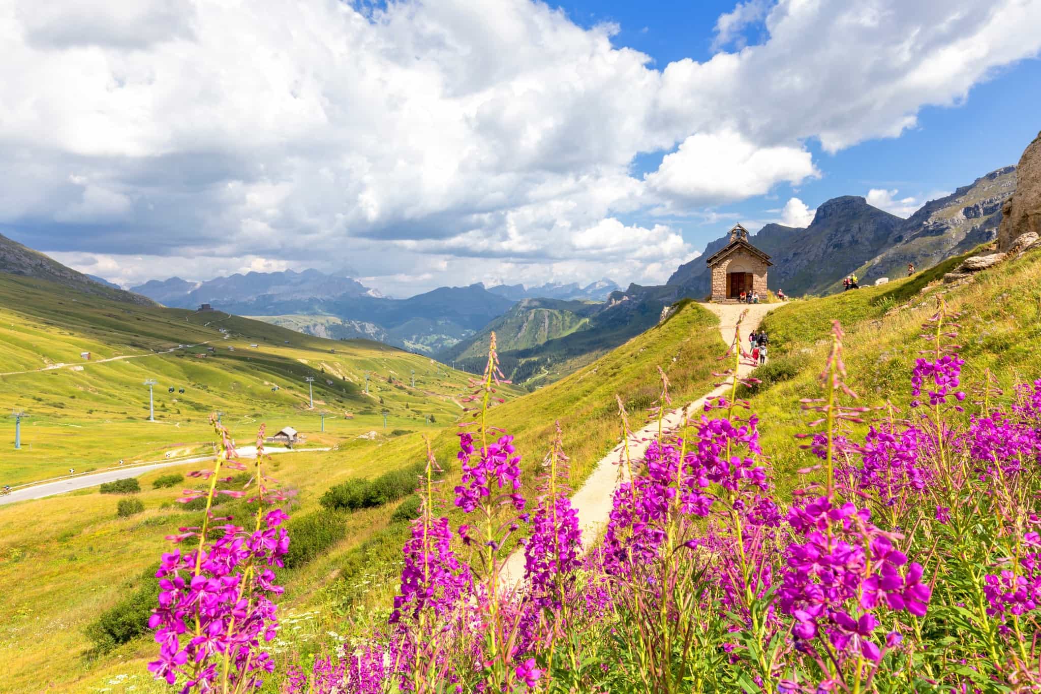 Flowers by Pordoi Pass, Dolomites, Italy