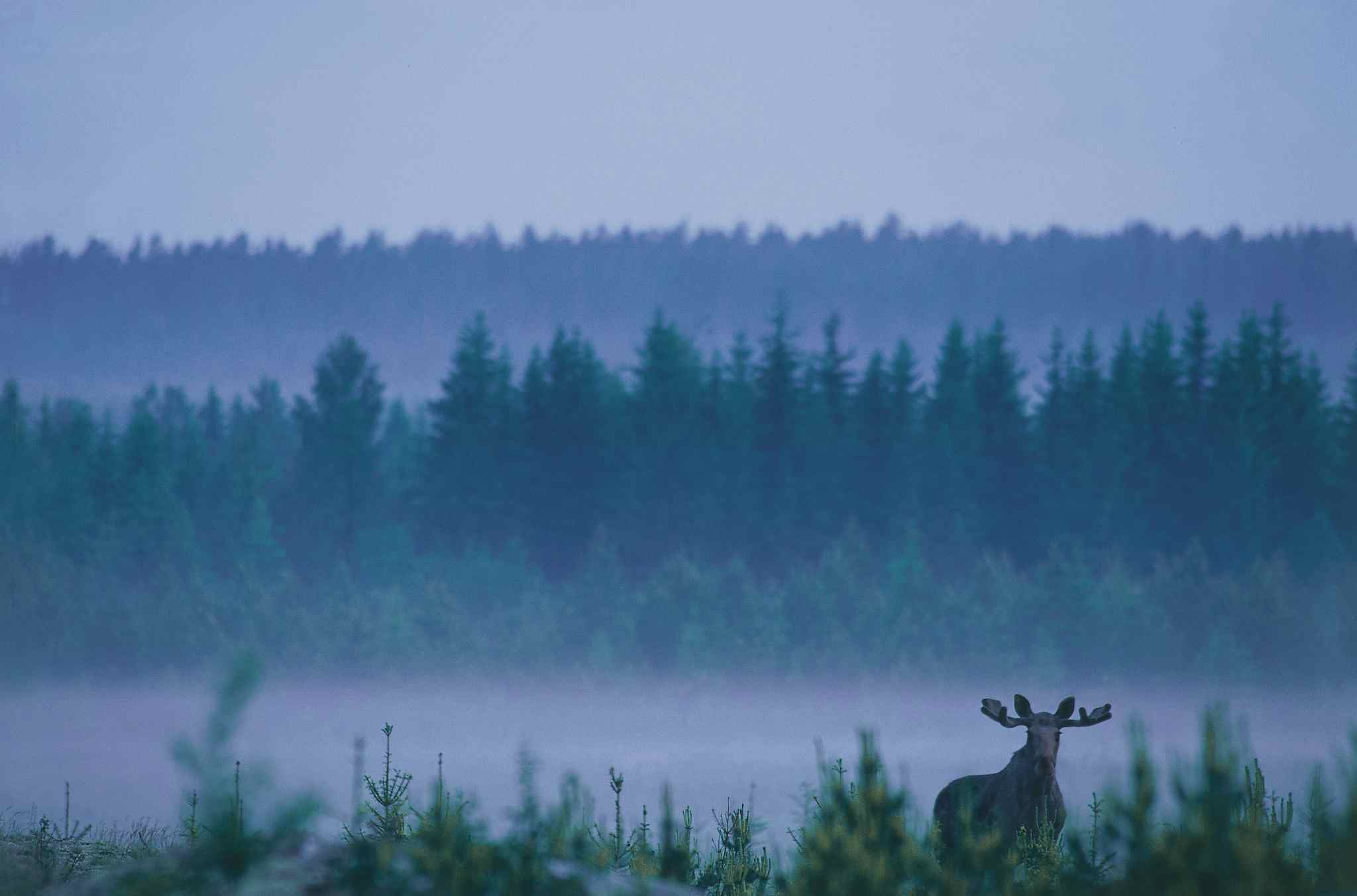 Moose, Sweden. Photo: Lars Gabrielsson