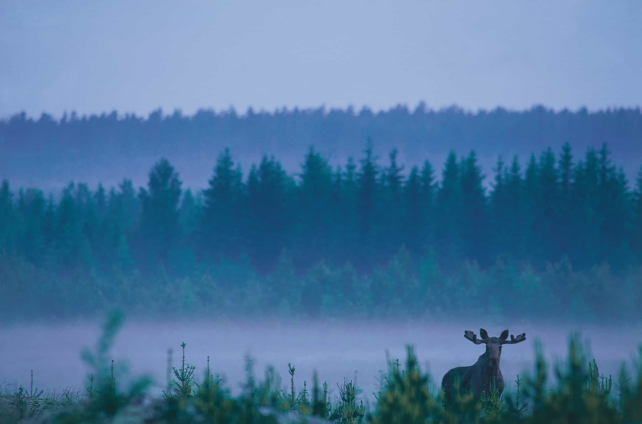 Moose, Sweden. Photo: Lars Gabrielsson