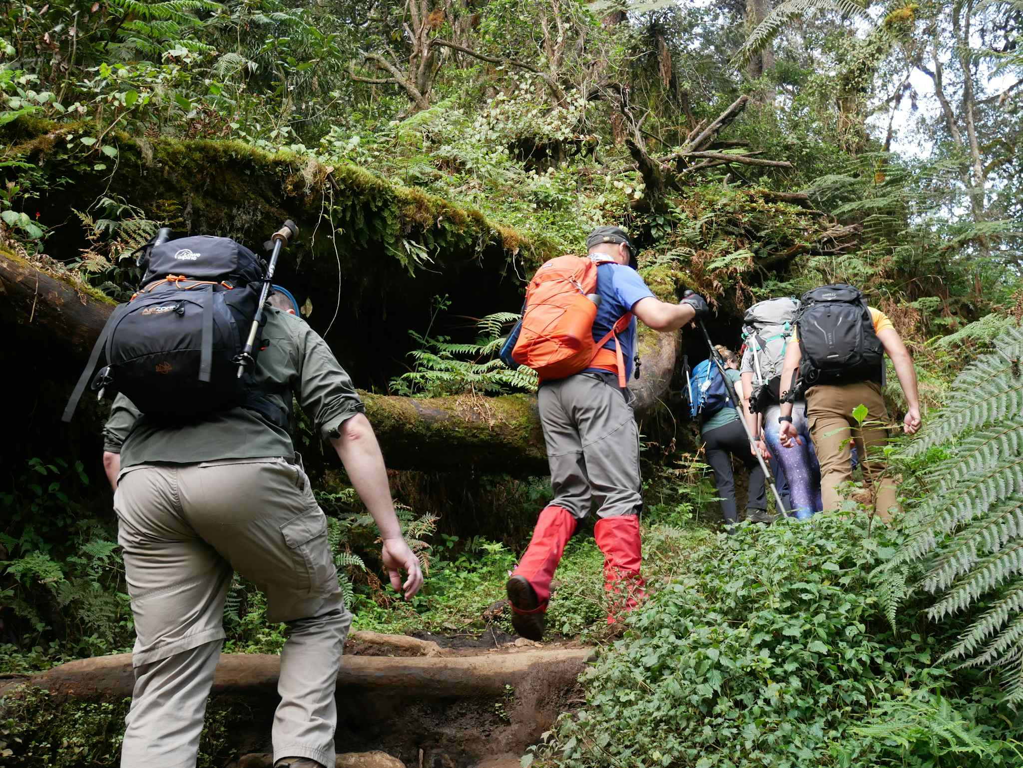 Hikers on the Machame Route trail up Mount Kilimanjaro, surrounded by forest, Tanzania.