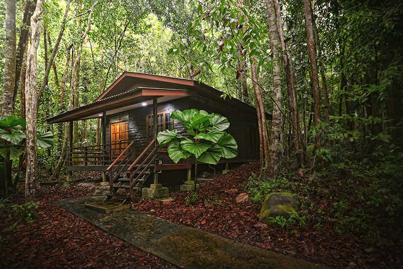 Permai Forest Resort, Wildlife Adventure in the Jungles of Borneo
