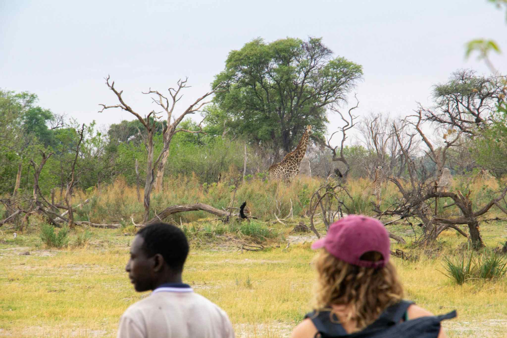 STAFF - Giraffes in the background on a bush walk safari in the Okavango Delta, Botswana. Photo: Staff/Chris Kearney
