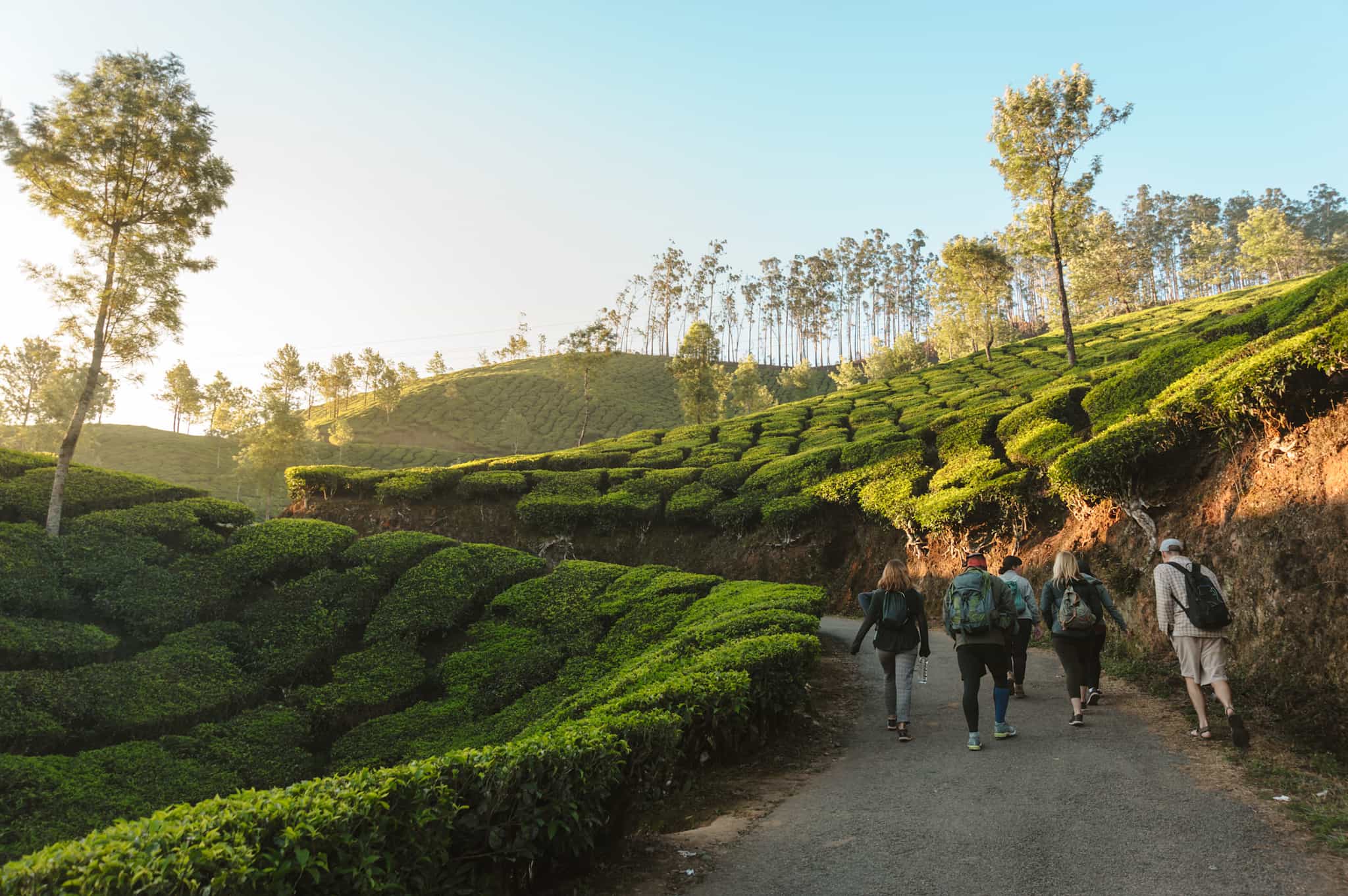 Munnar, Kerala, India. Photo: shutterstock_1059172262