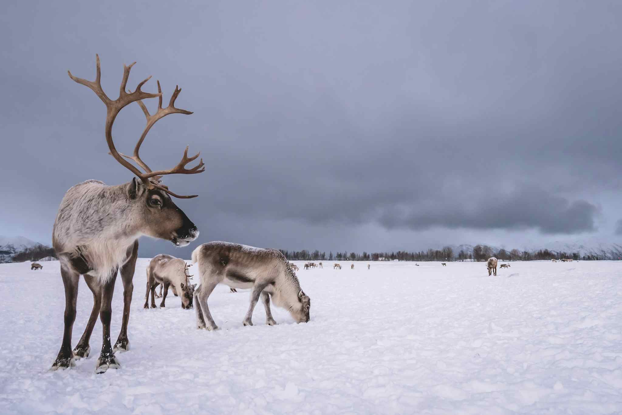 Reindeer on Finnmarksvidda plateau, Norway. Photo: iStock-1146303235