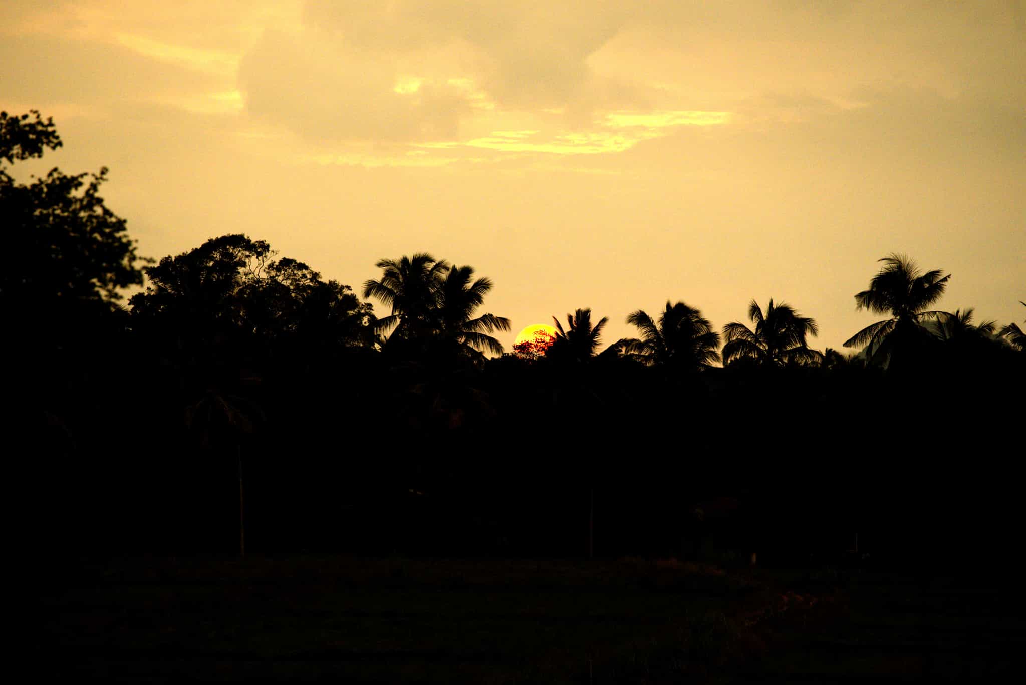Palm trees silhouetted at sunset in Sri Lanka.