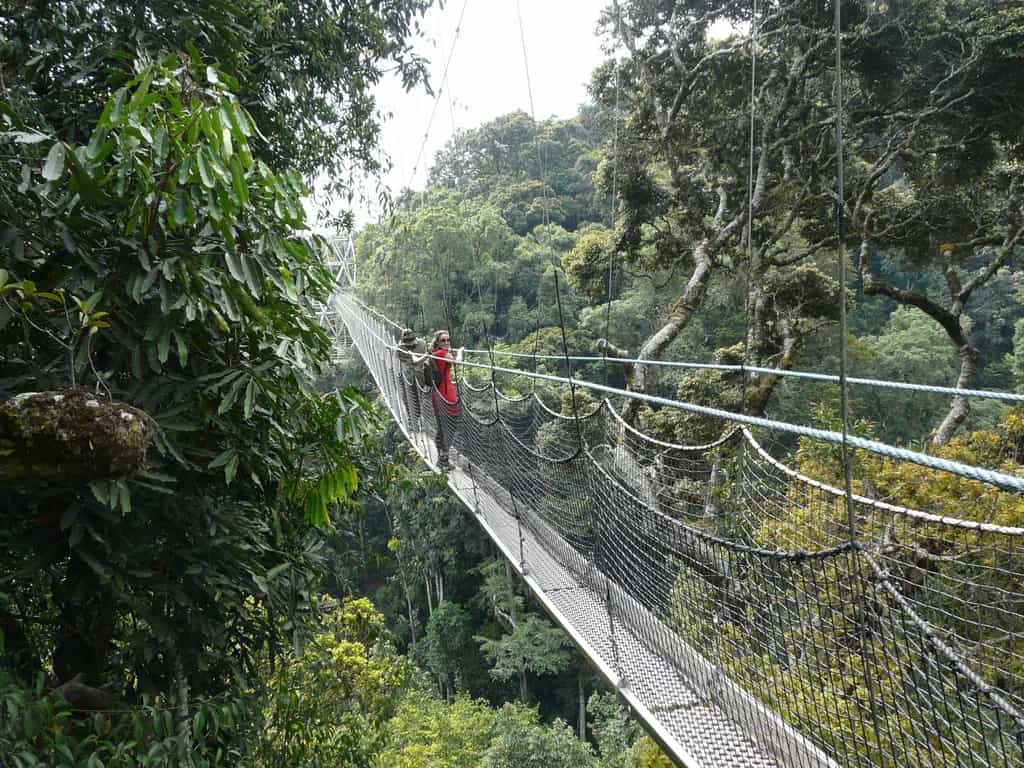 Canopy Walkway, Rwanda. Photo: Host/Kingfisher Journeys