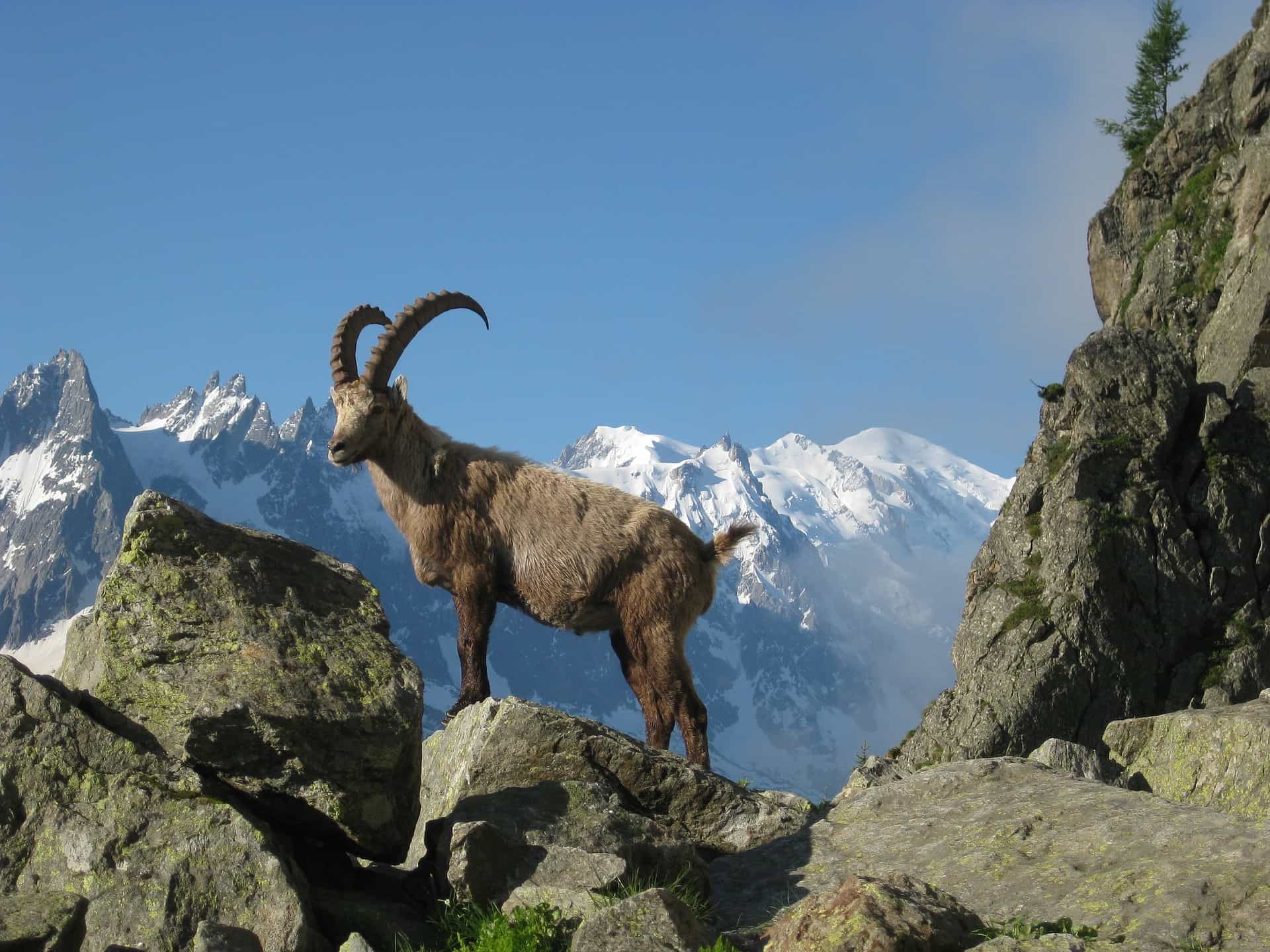 Argentière