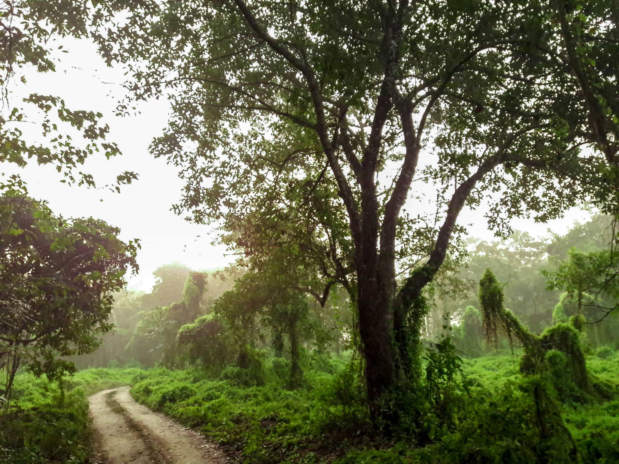 Chitwan jungle, Nepal. Photo: Unsplash/Jeevan Katel