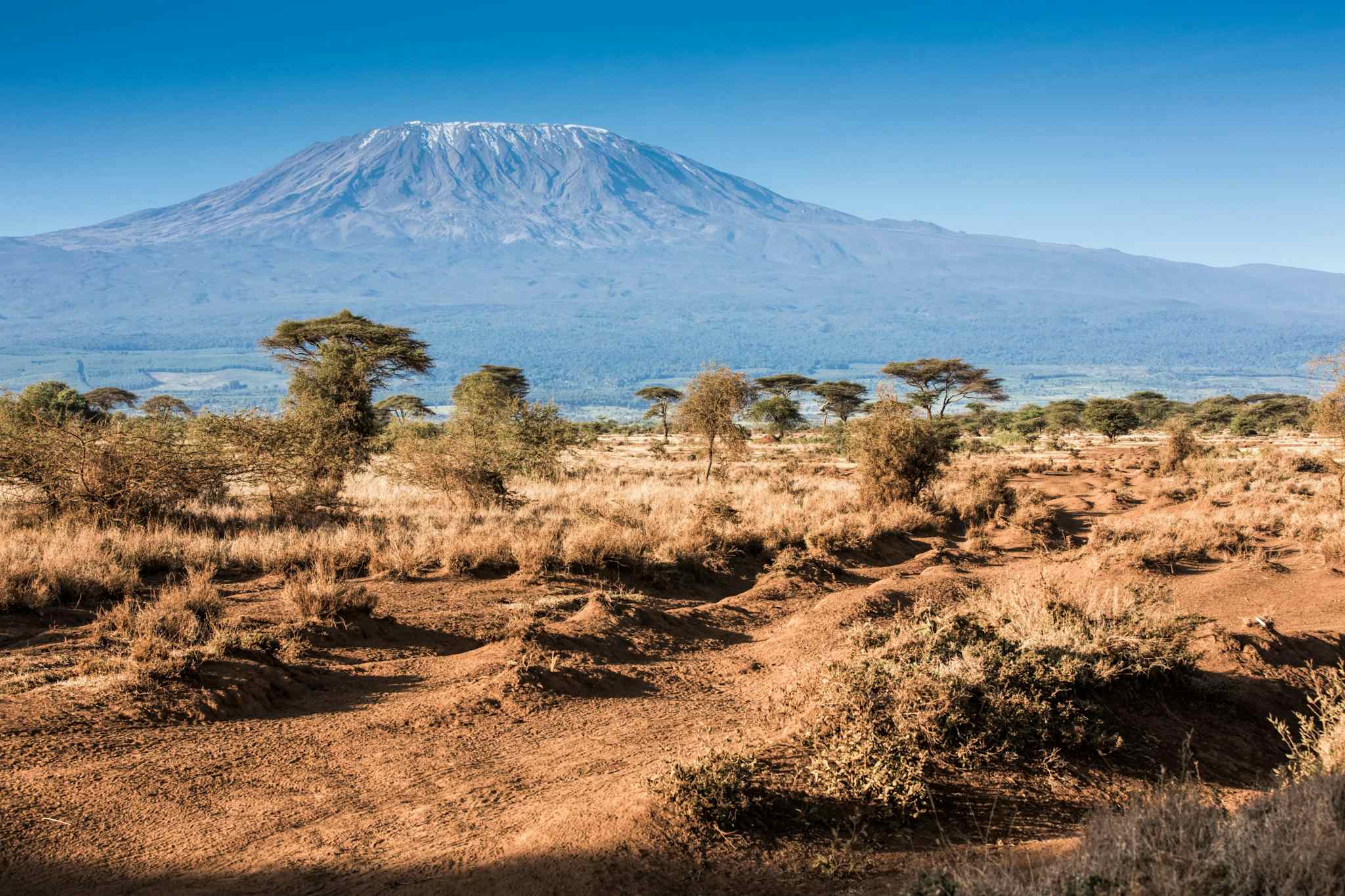 Kilimanjaro and Acacia trees, Tanzania.
