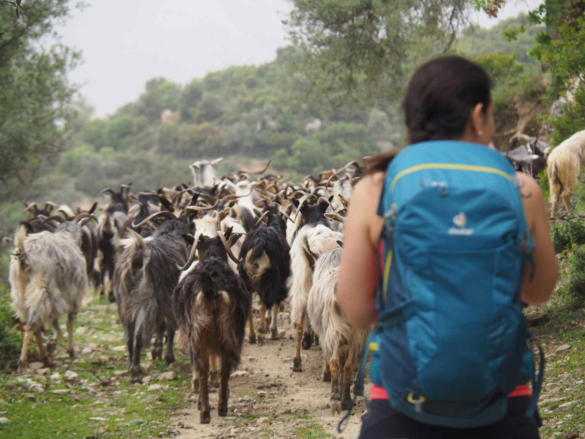 Goats in coastal villages, Albania. Photo: Host/Zbulo