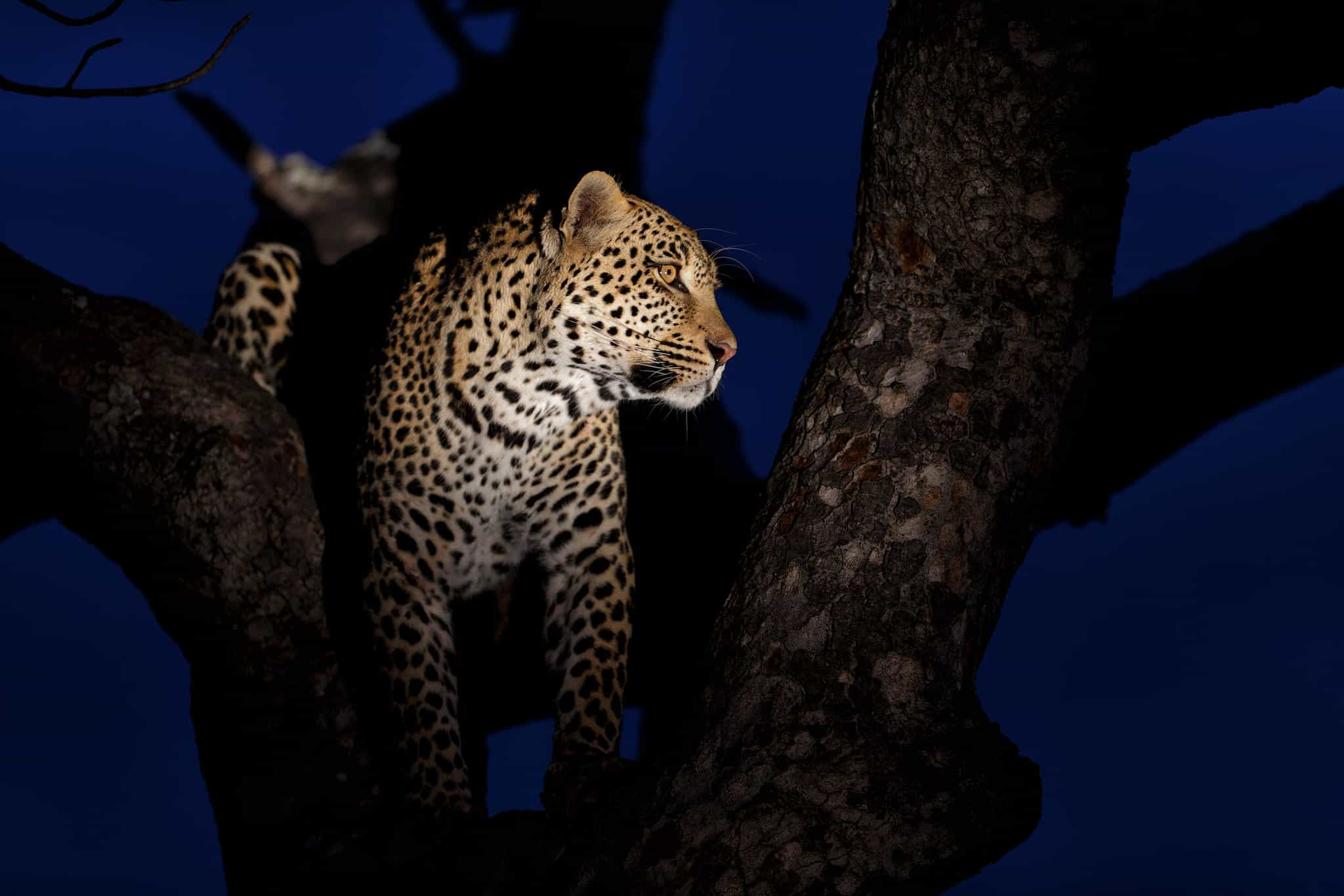 Leopard, Kenya. Photo: shutterstock_2230393017