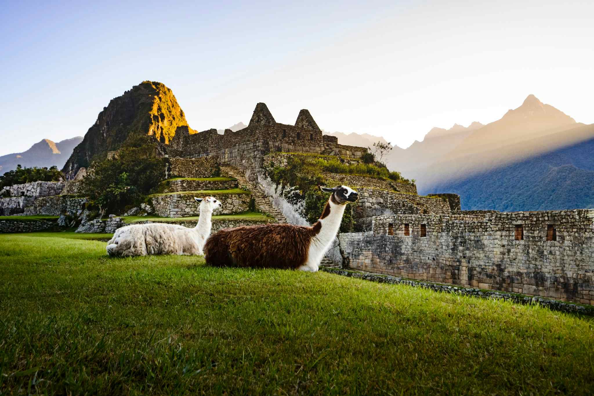 Two llamas sit on a grass terrace at Machu Picchu. Photo: Canva link:https://www.canva.com/photos/MAED3JuO0gE-llamas-at-first-light-at-machu-picchu-peru/