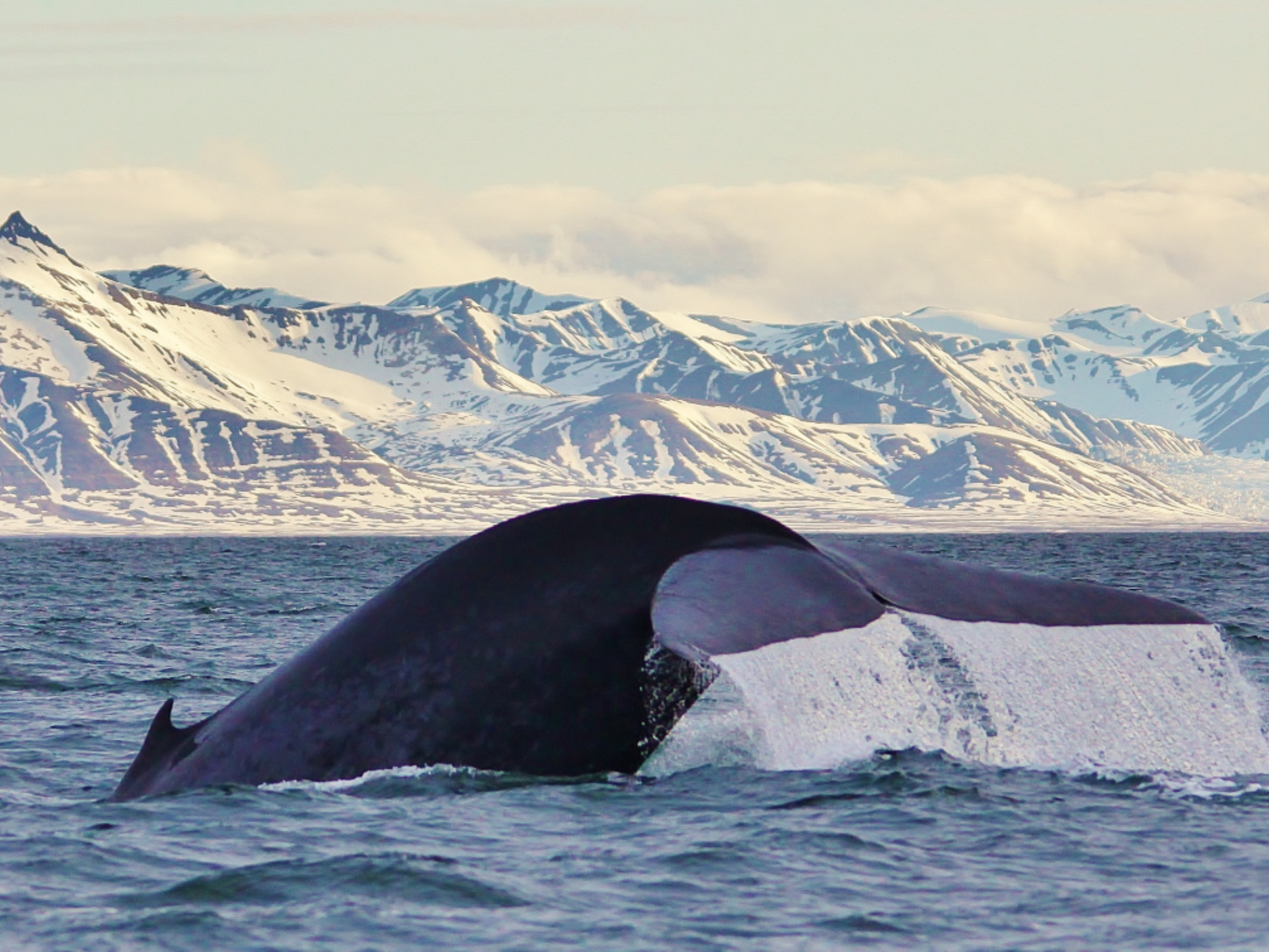 Humpback Whale, Svalbard, Norway. Photo: Host/Svalbard Wildlife Expeditions