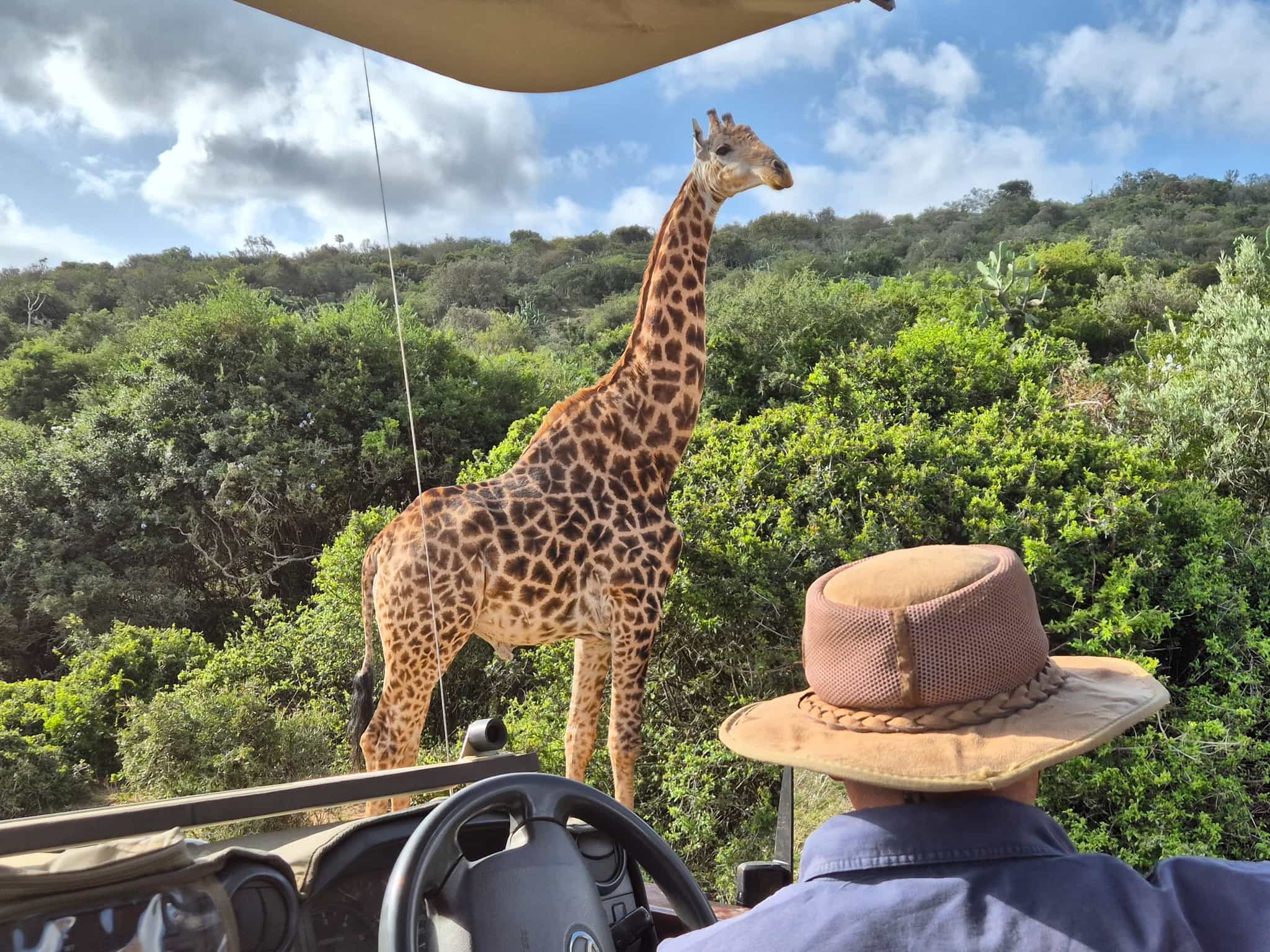 Giraffe in the Eastern Cape reserve, South Africa.