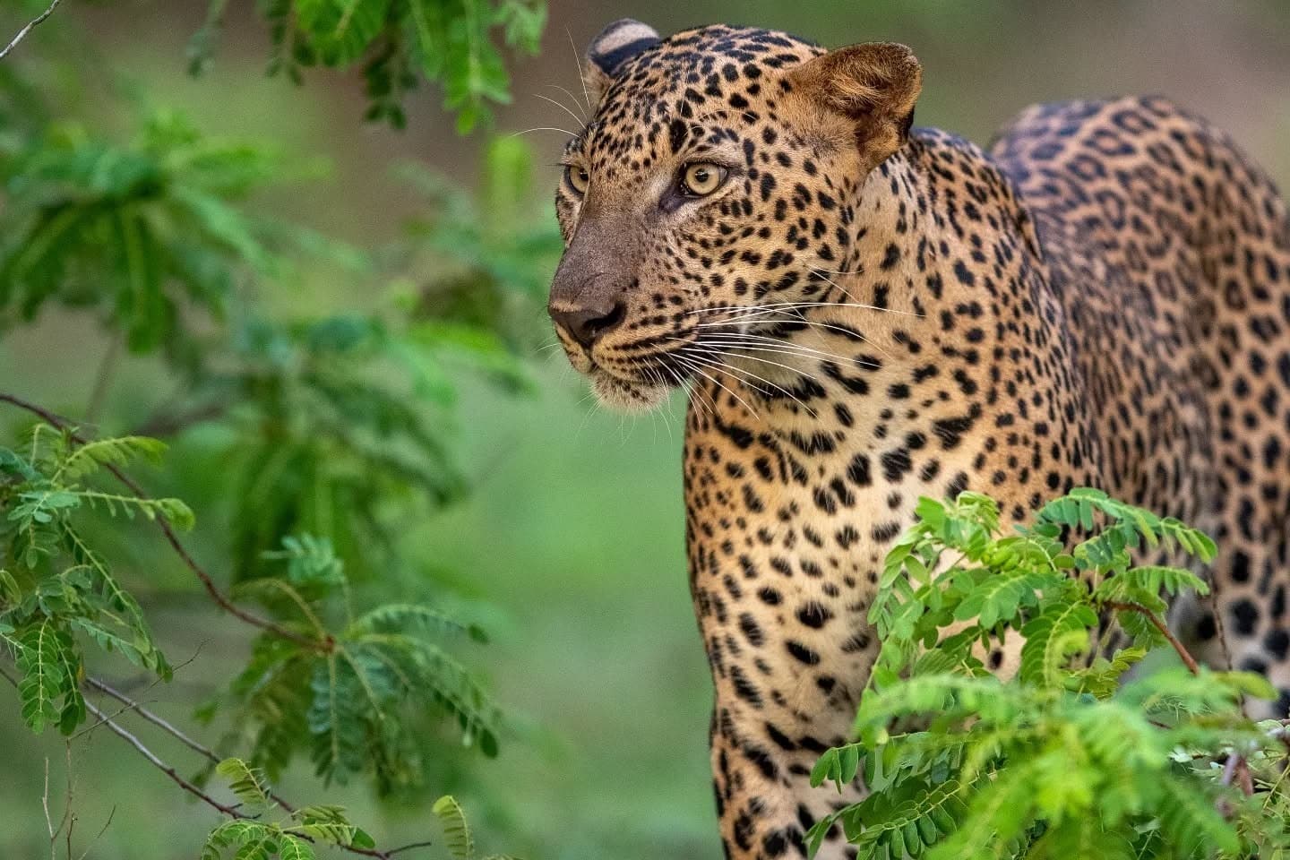 Leopard in Yala National Park.