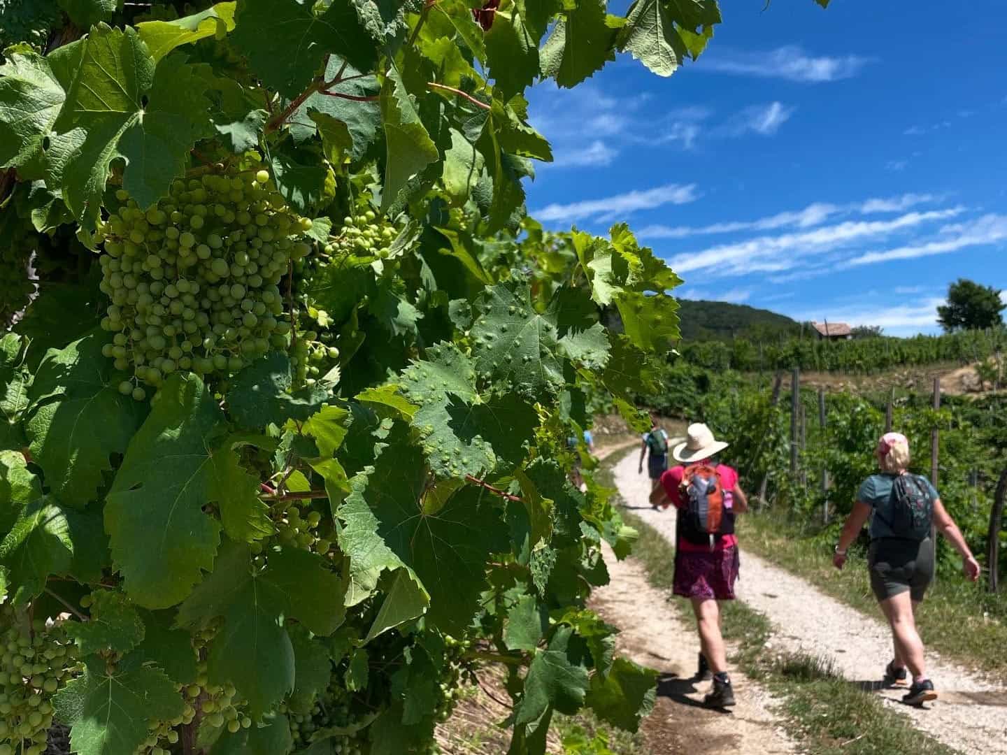 Hiking in the Prosecco Hills.