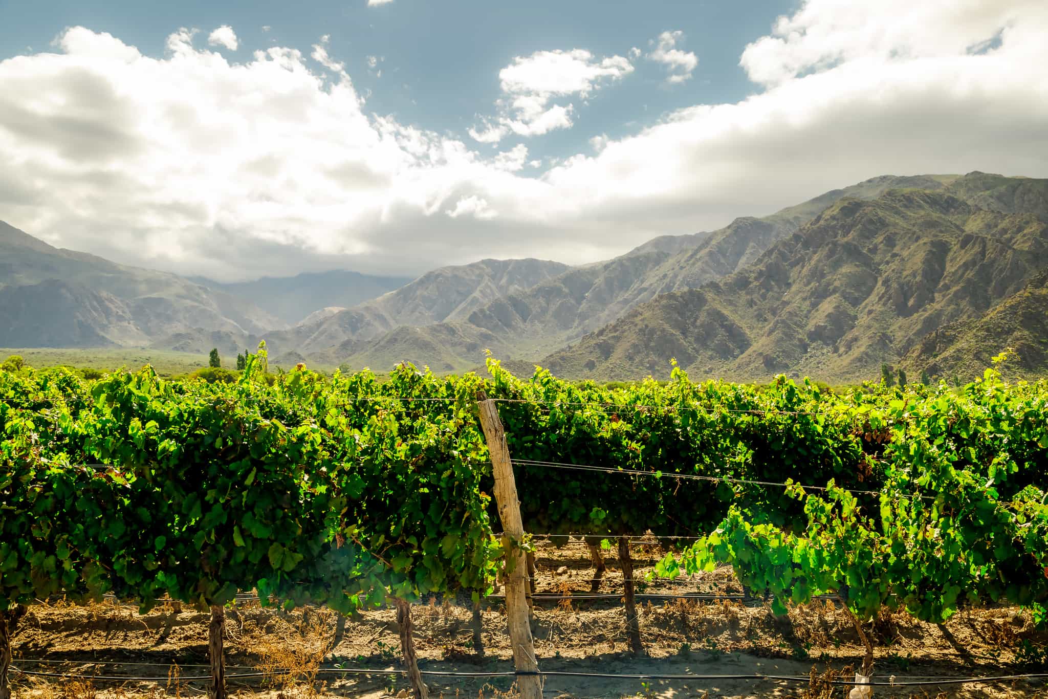Cafayate Vineyard, Mountains, Salta, Argentina, Getty