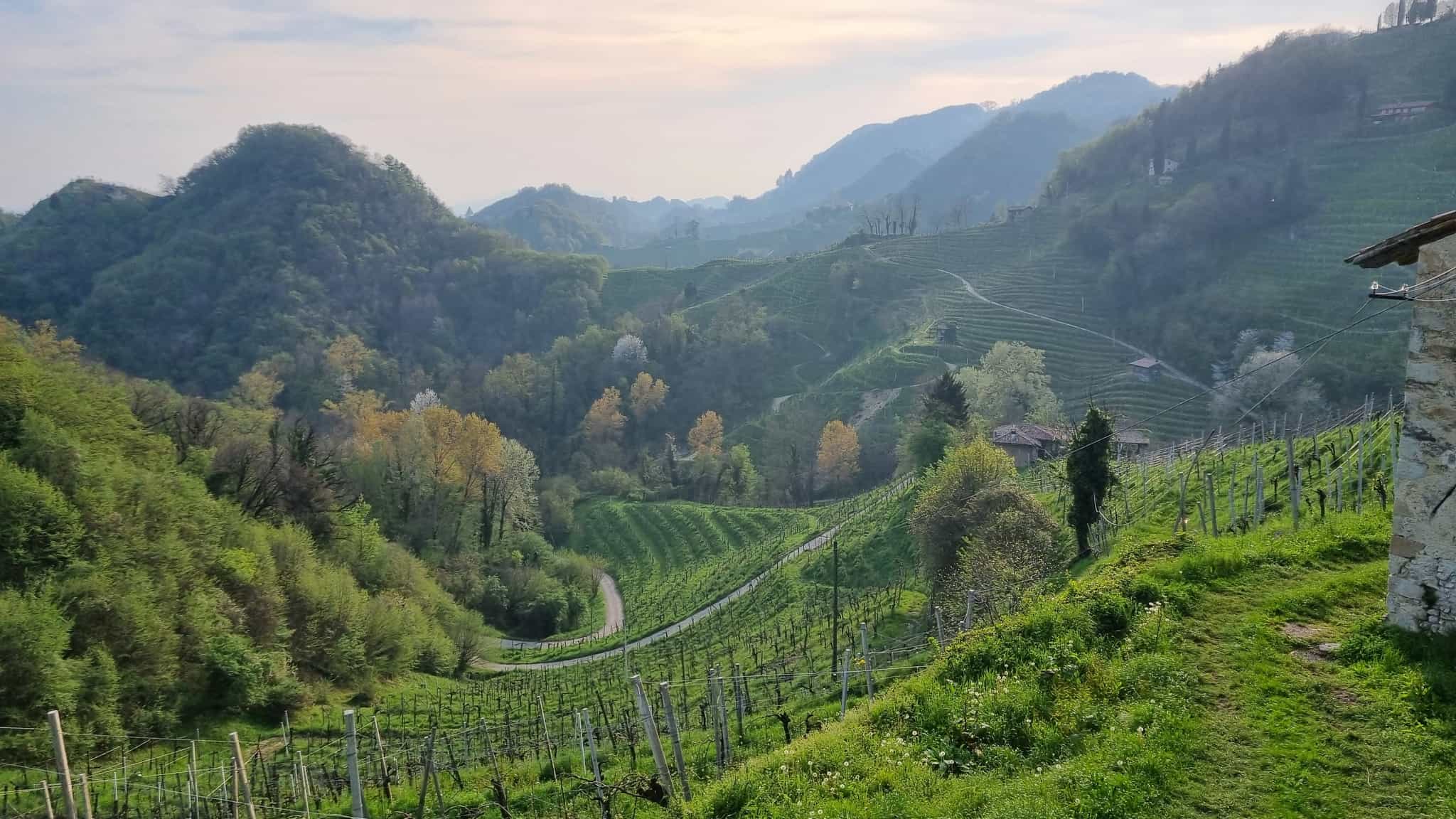 Landscape in the Prosecco Hills.