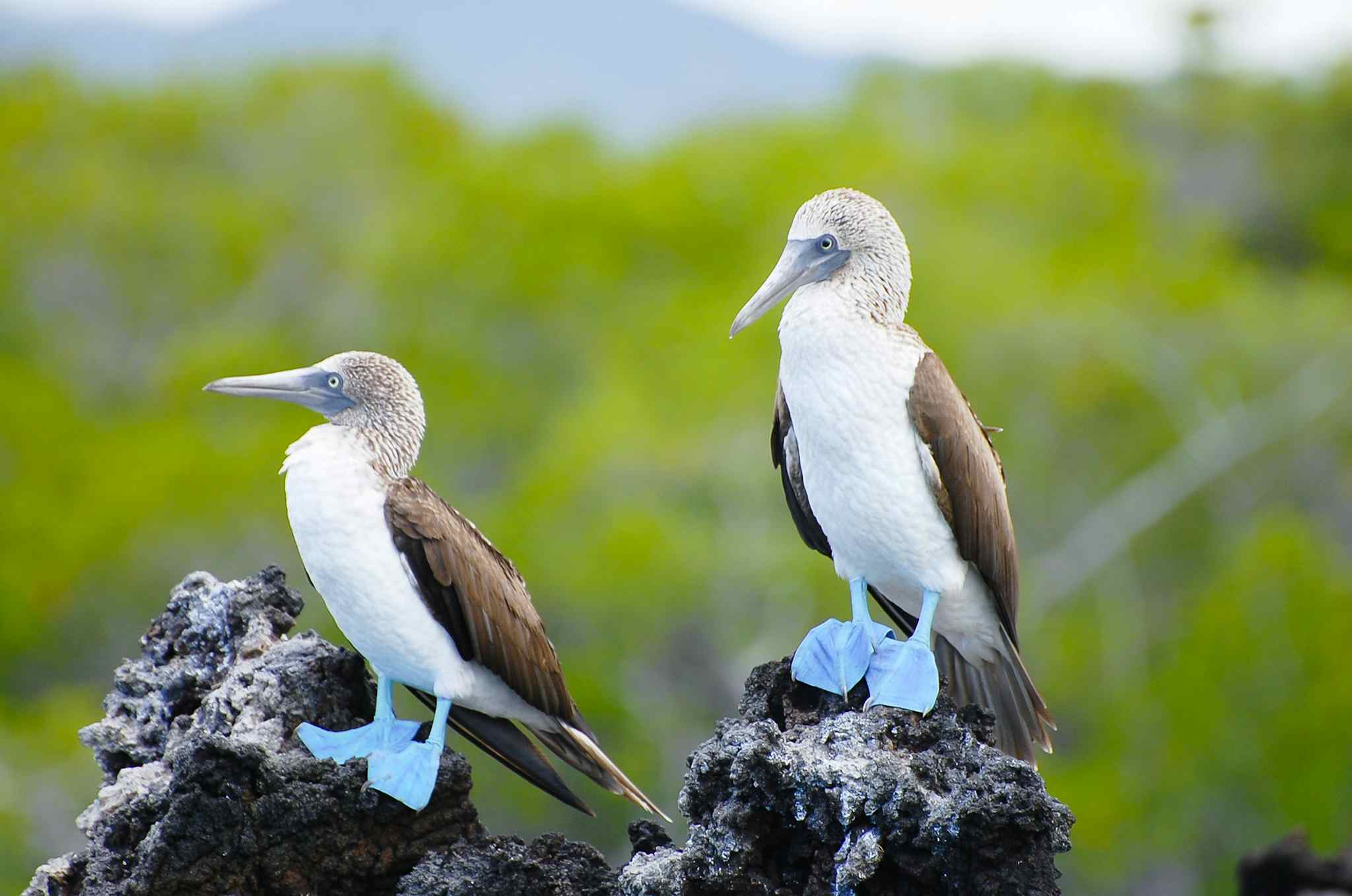 Two blue-footed boobies perch on some wood in the Galapagos Islands. 