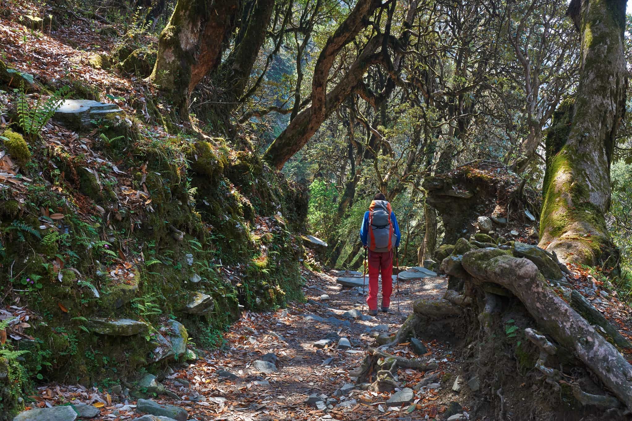 Jungle trekking in Nepal. Photo: GettyImages-455616559