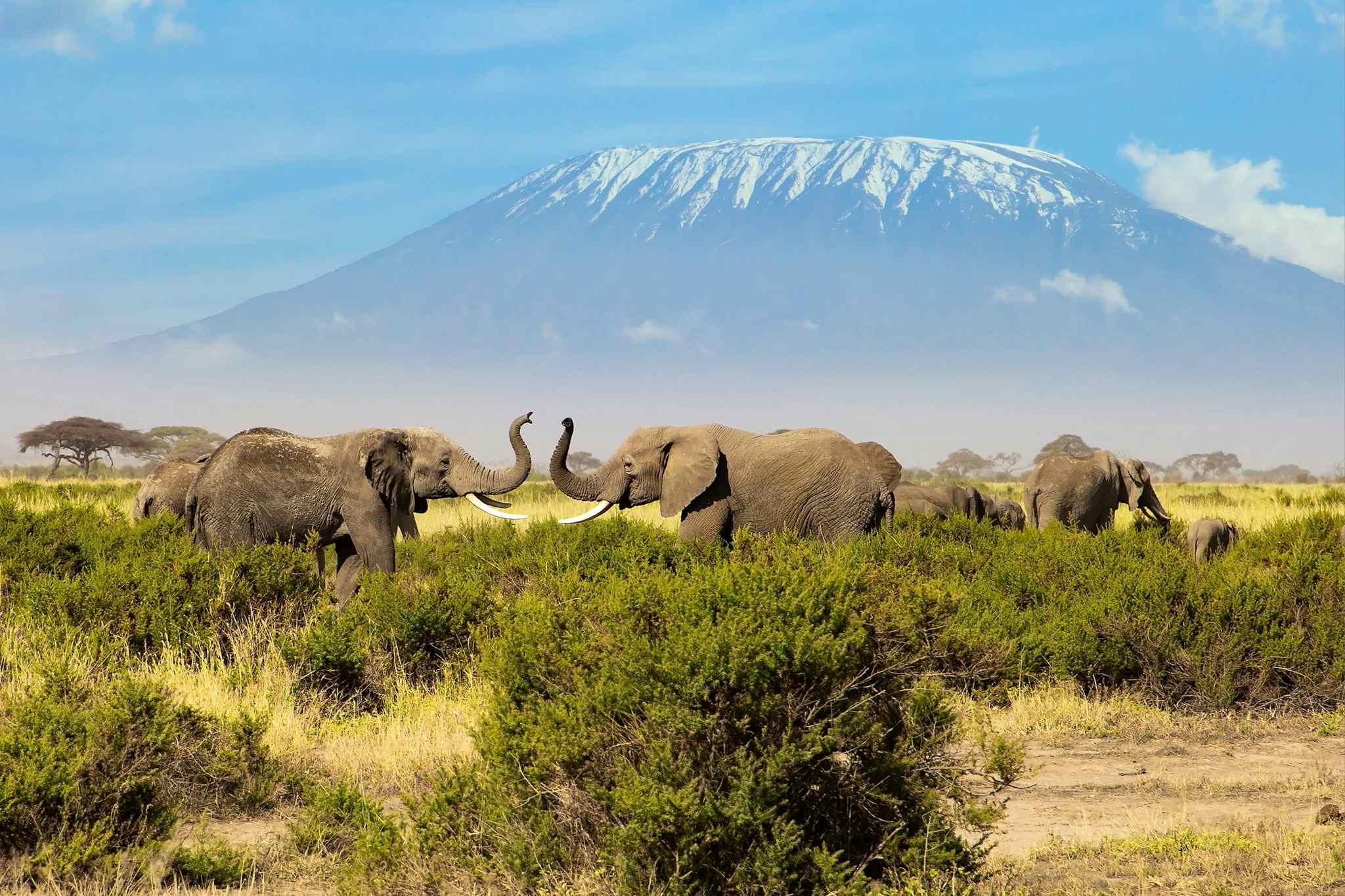 Two elephants in front of Kilimanjaro, Tanzania.