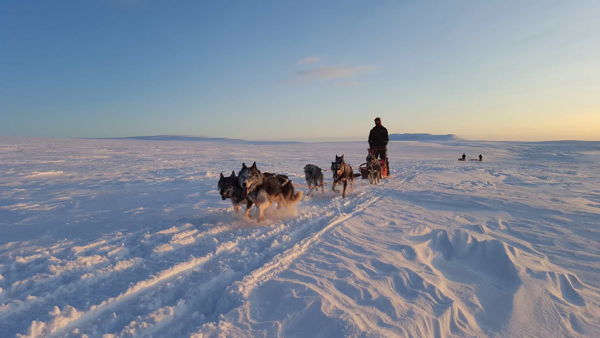 Dog sledders on the Finnmark Plateau of Norway in winter.
