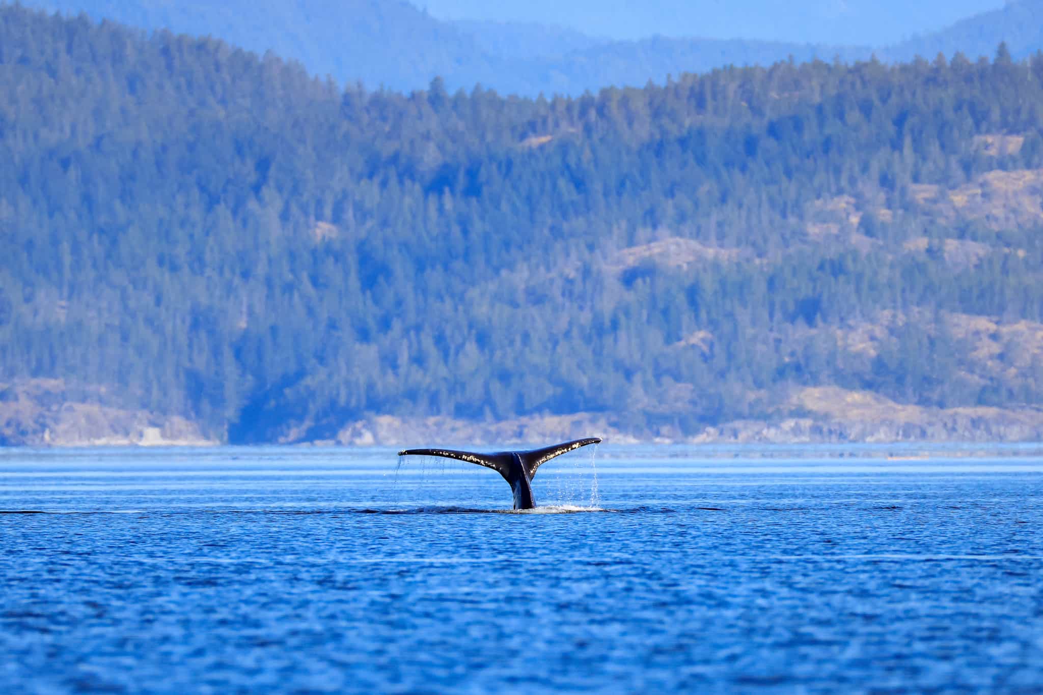 Humpback Whale fin in Vancouver Island, Canada.