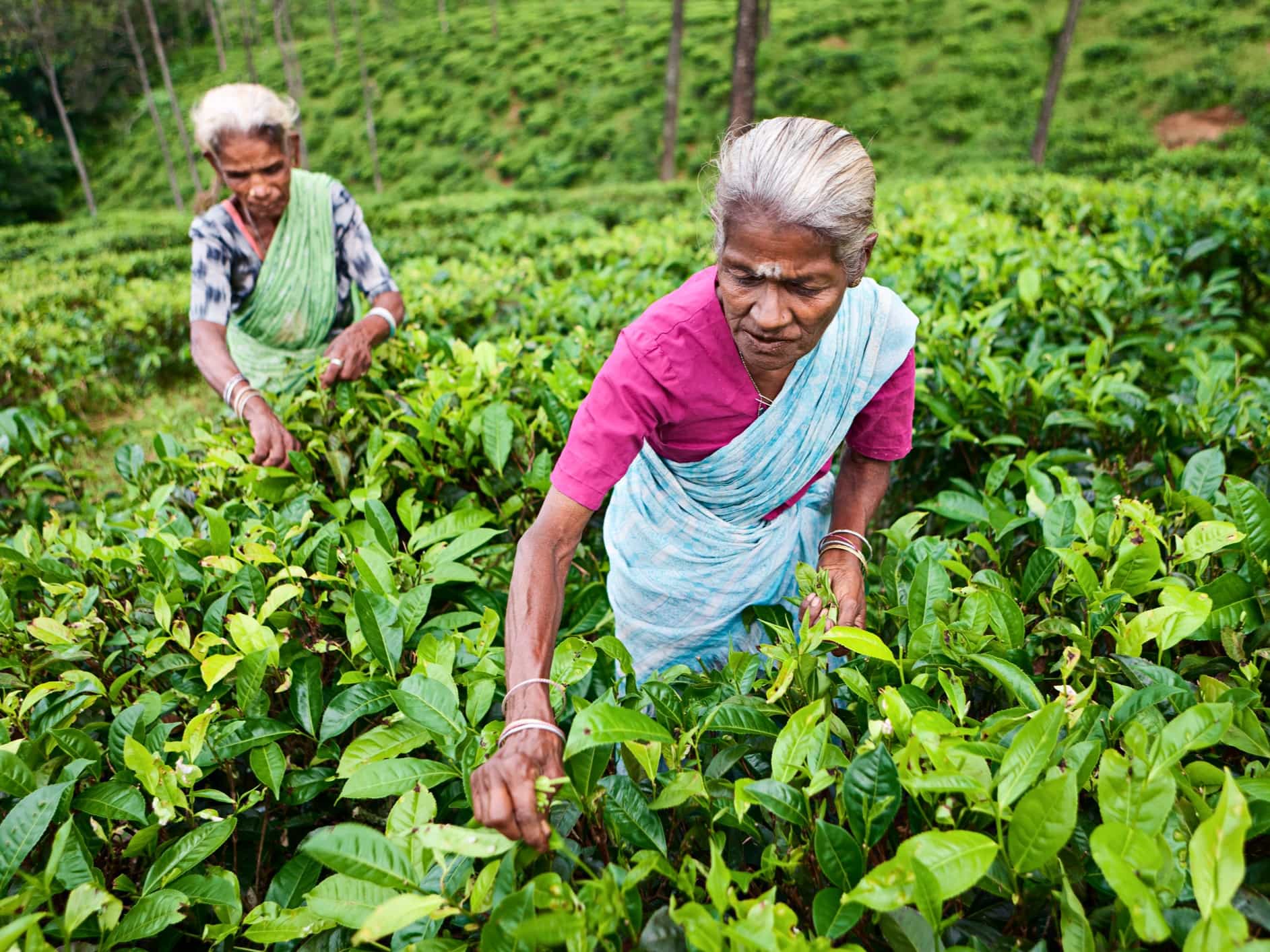 Local women in a tea plantation in Sri Lanka. Photo: GettyImages-183428833