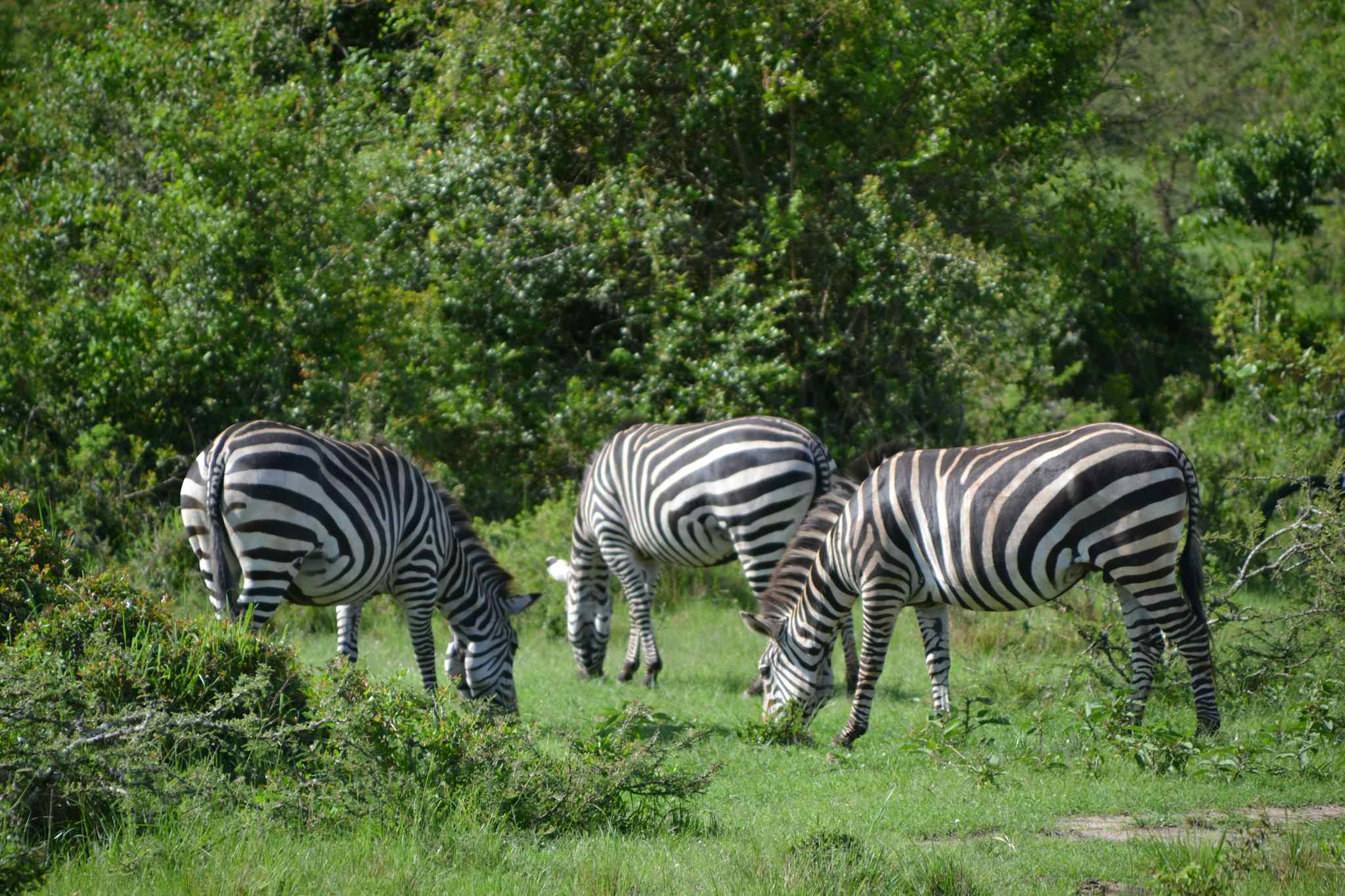 Zebra, Lake Mburo NP, Uganda, Red Dirt