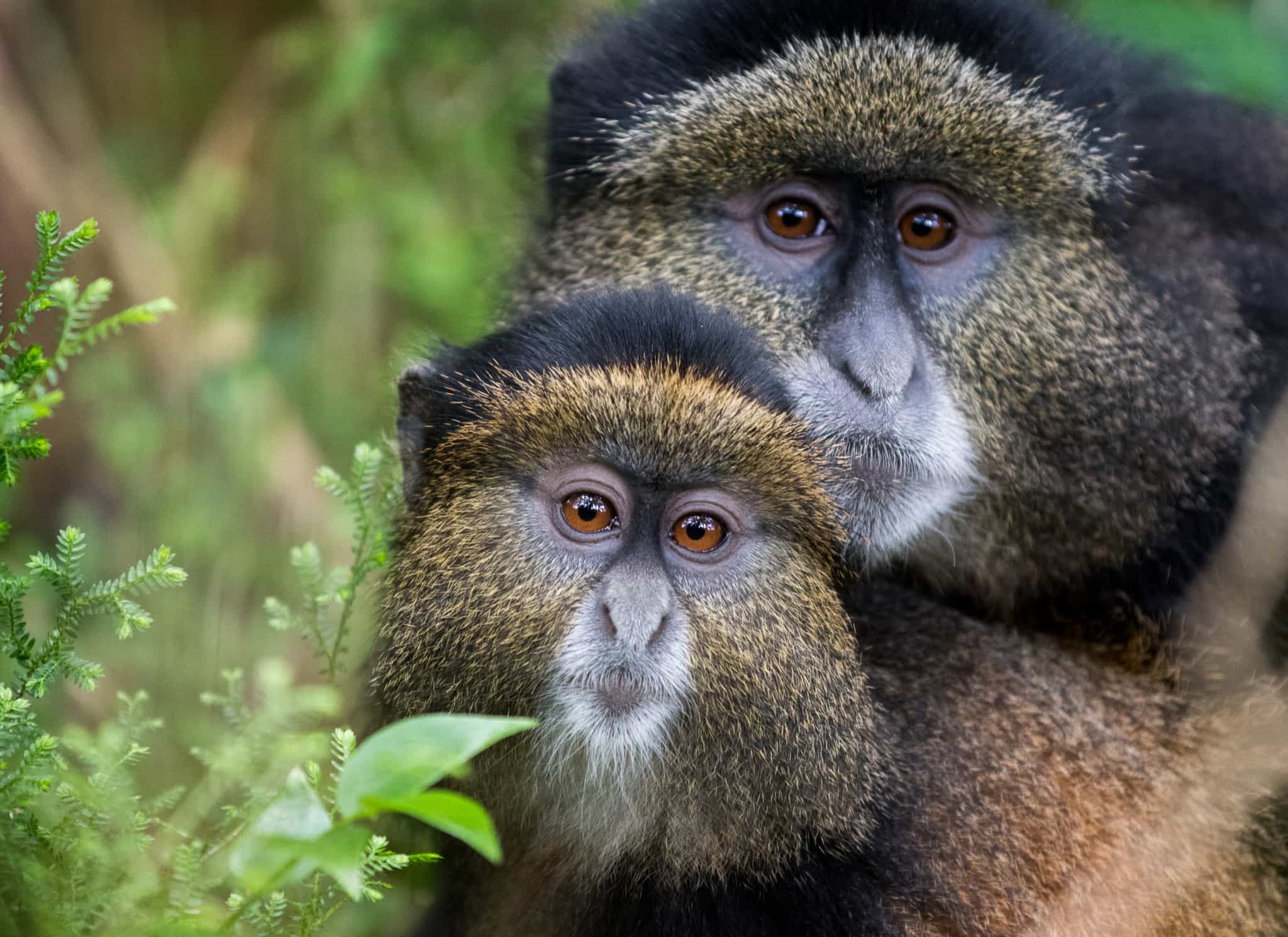 Golden monkeys, Rwanda. Photo: Shutterstock-1112578523 (free trial)