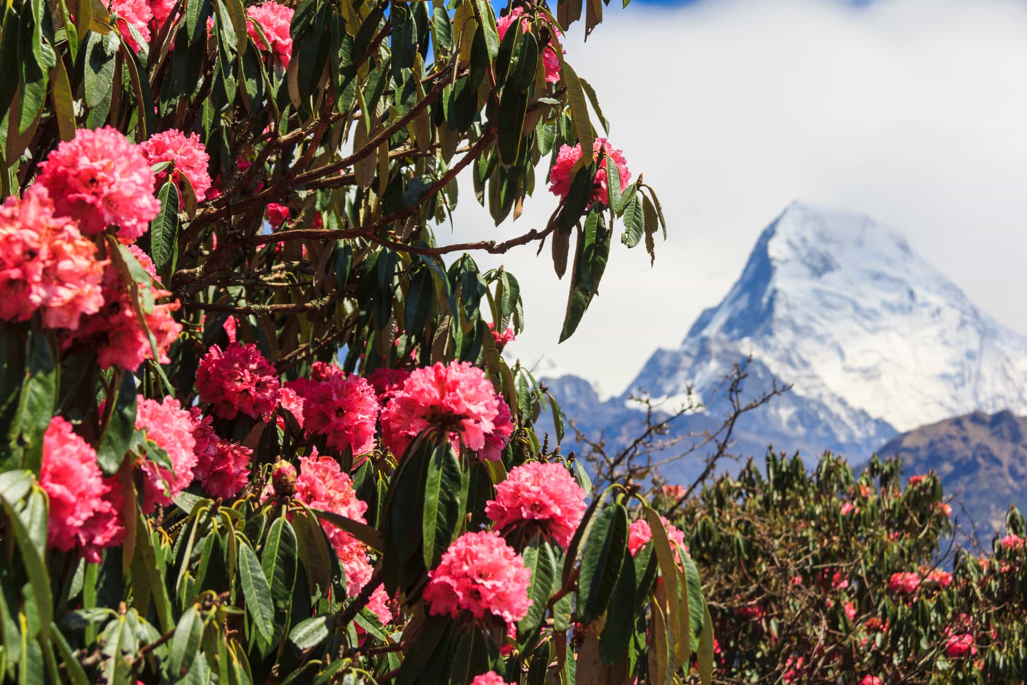 Back through the rhododendron forests