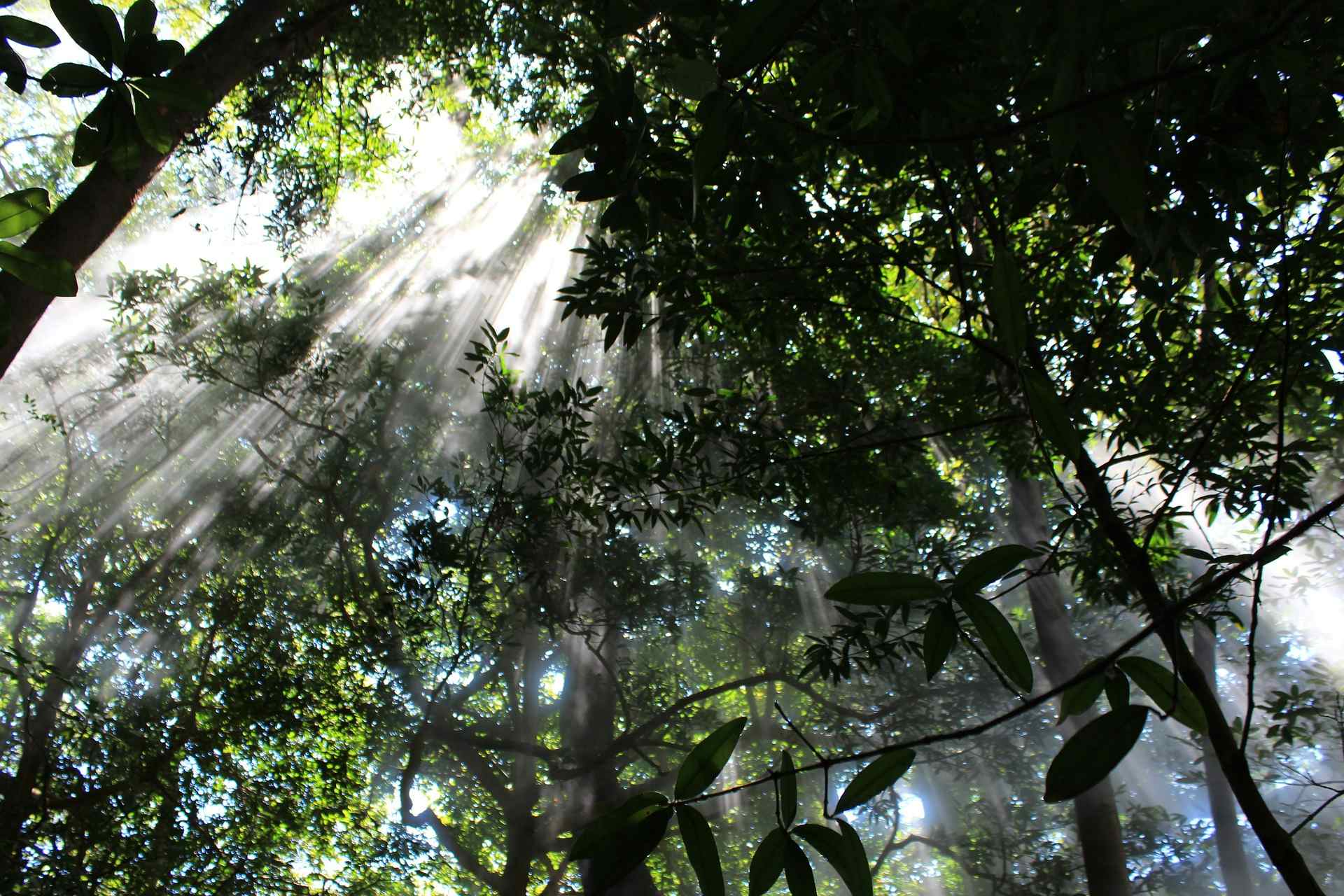 Sun rays filtering through the tree canopy, Tapanti Cloud Forest, Costa Rica