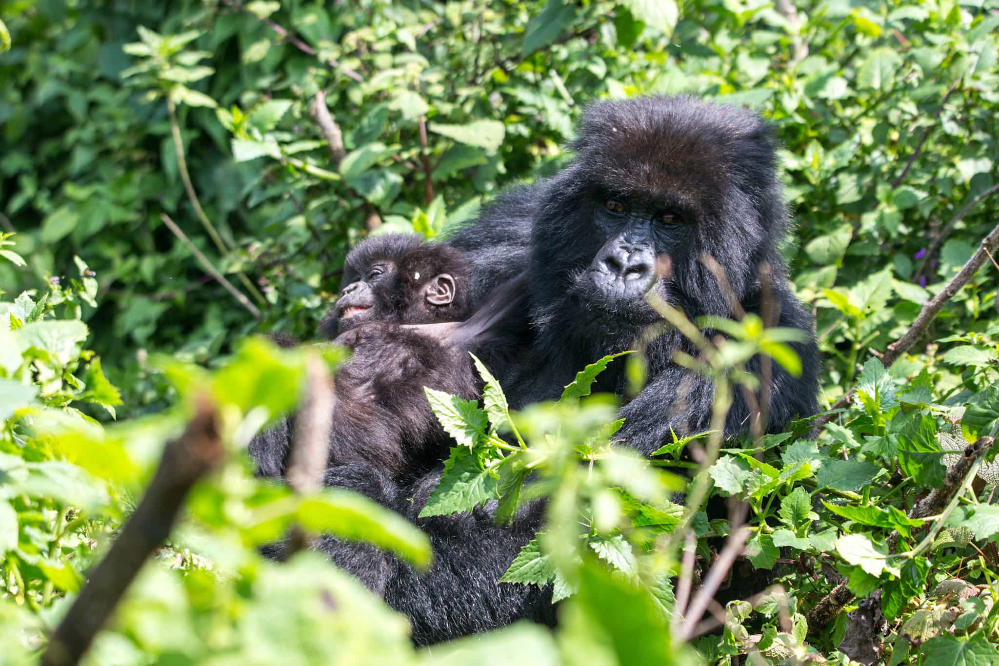 Mountain gorillas in Volcanoes National Park, Rwanda.