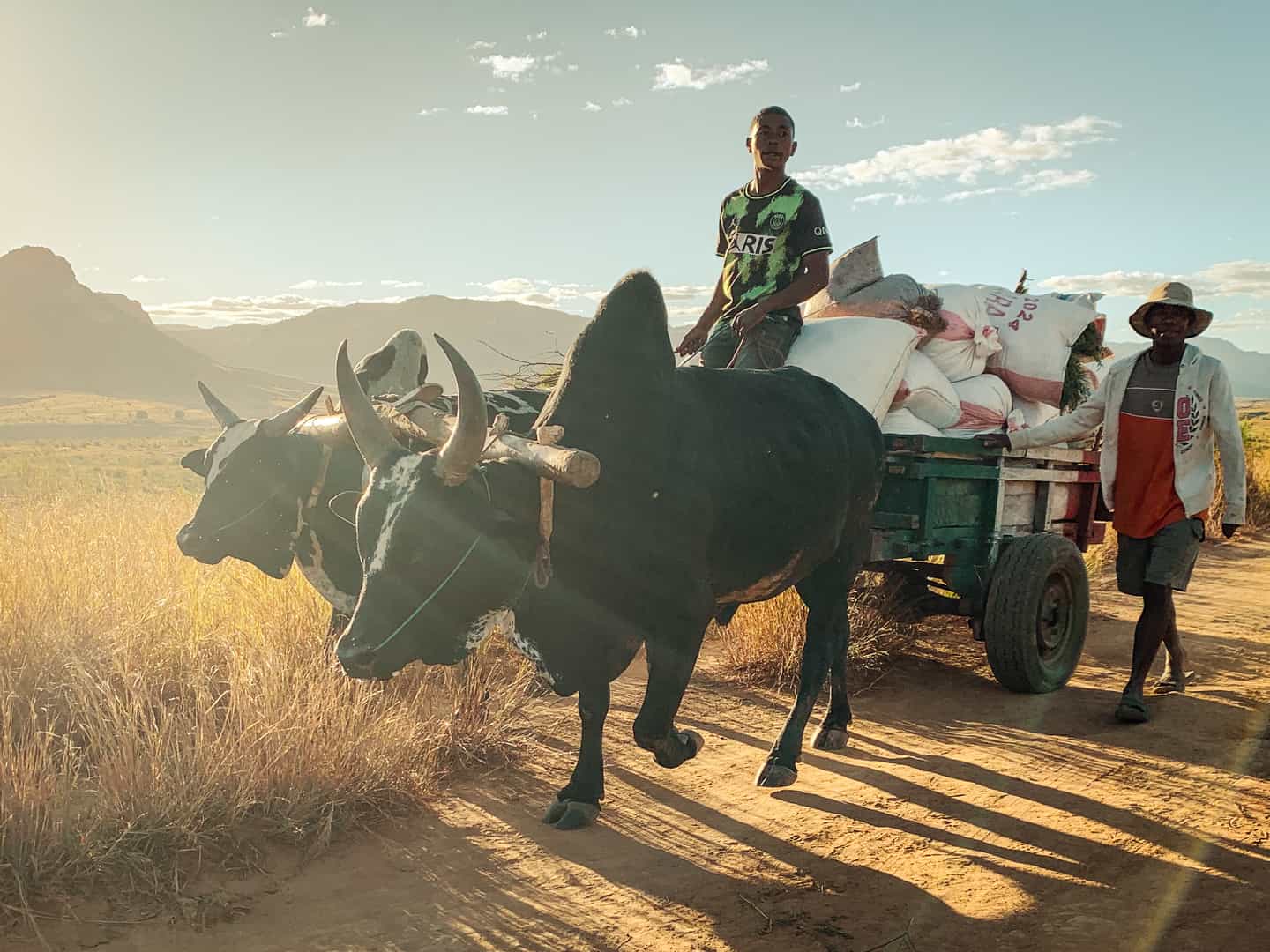 Two men driving a cart pulled by cows in Madagascar