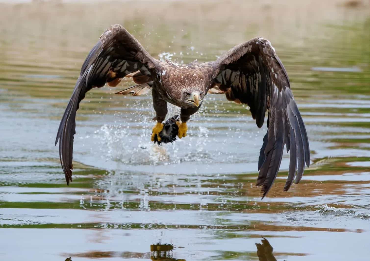 Meet the Man Reintroducing Sea Eagles to Lake Geneva