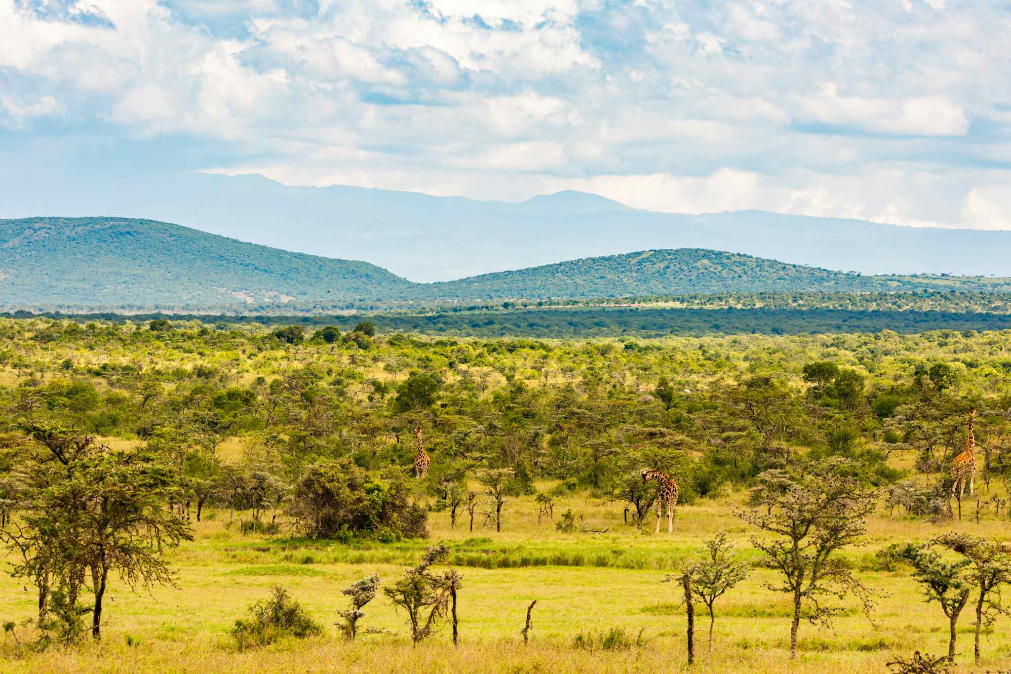 Ol Pejeta Conservancy, Kenya. Photo: GettyImages-1168269690