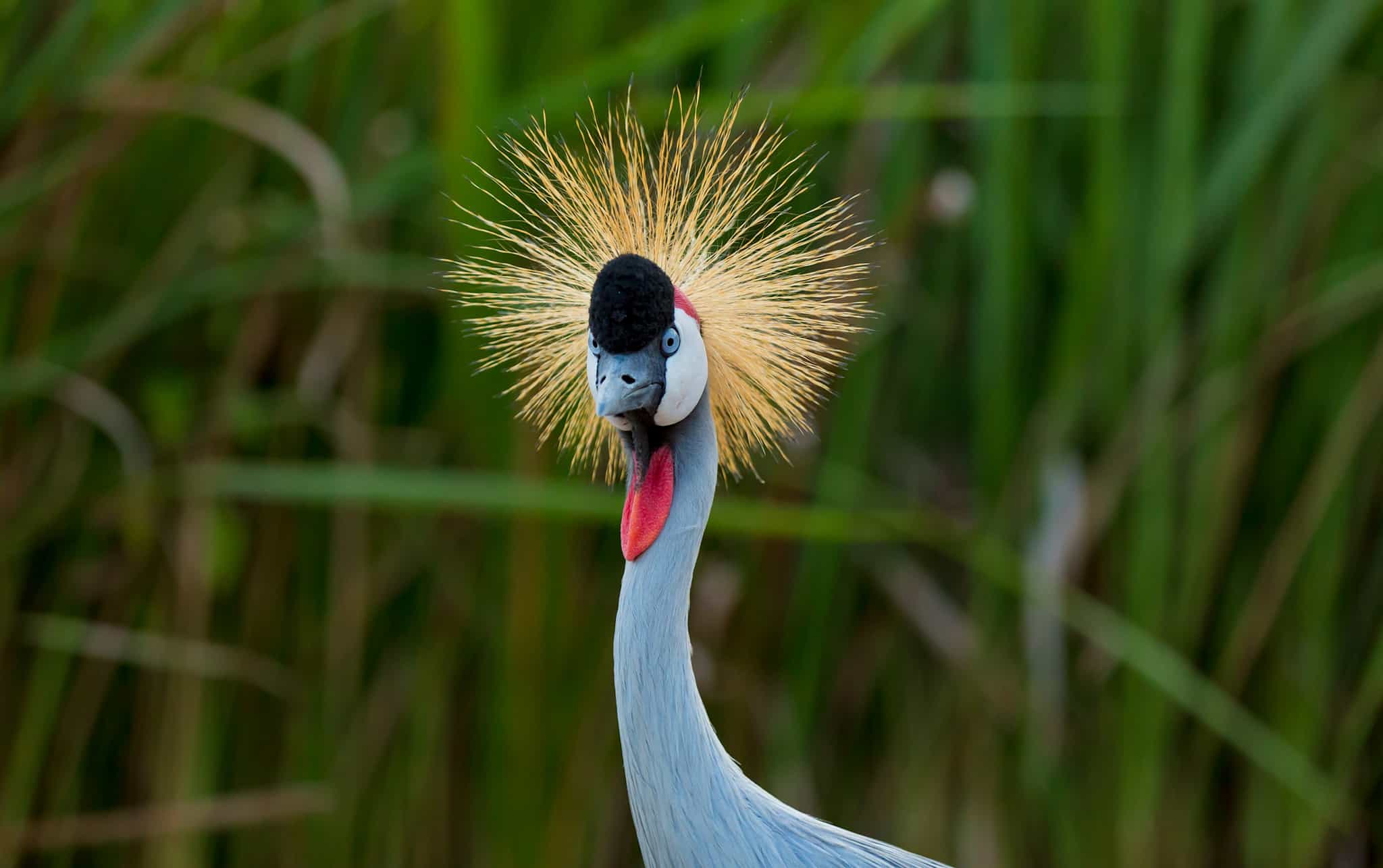 Grey crane, Umusambi Village. Photo: Visit Rwanda TB