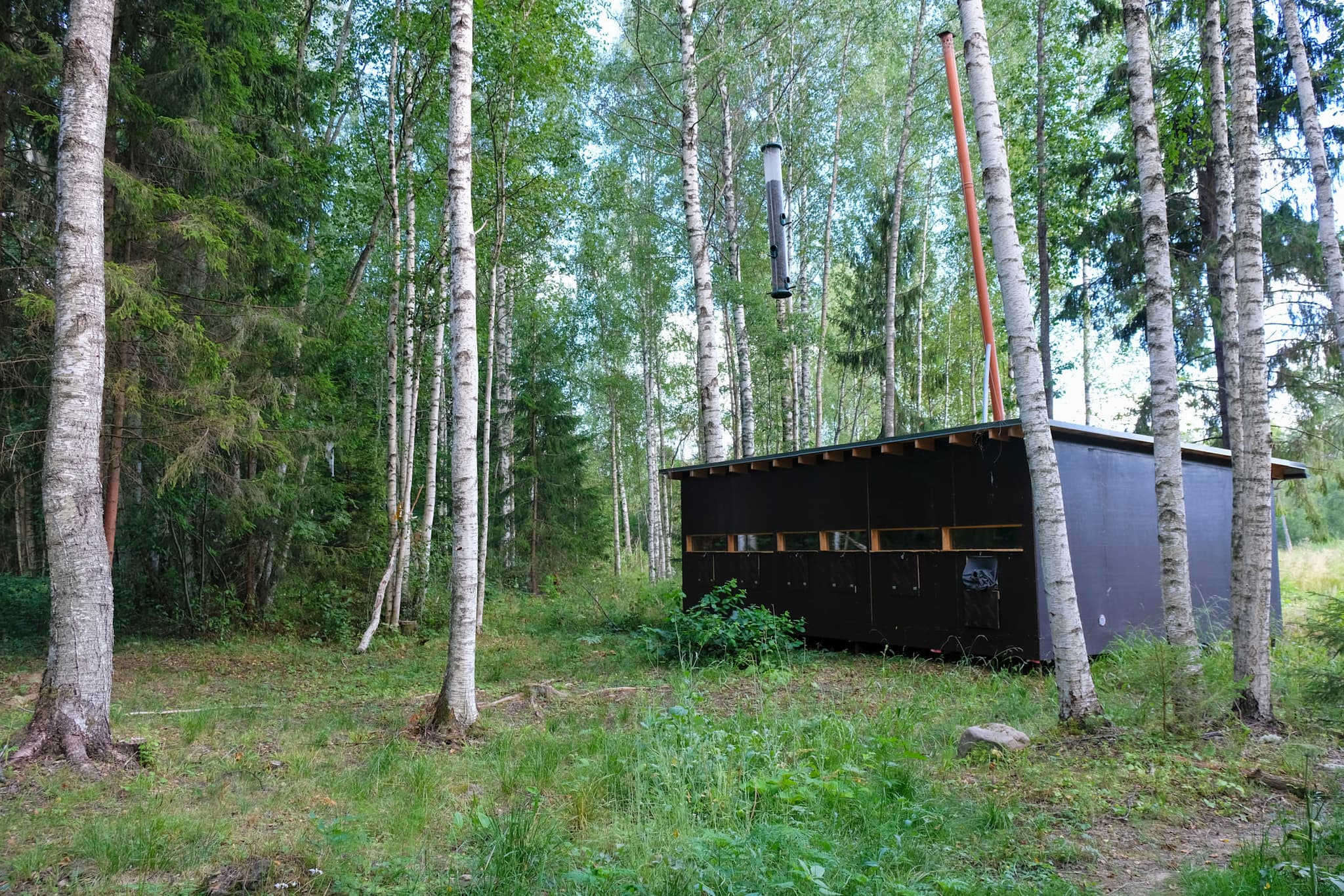 Bear hide, Alutaguse, Estonia.