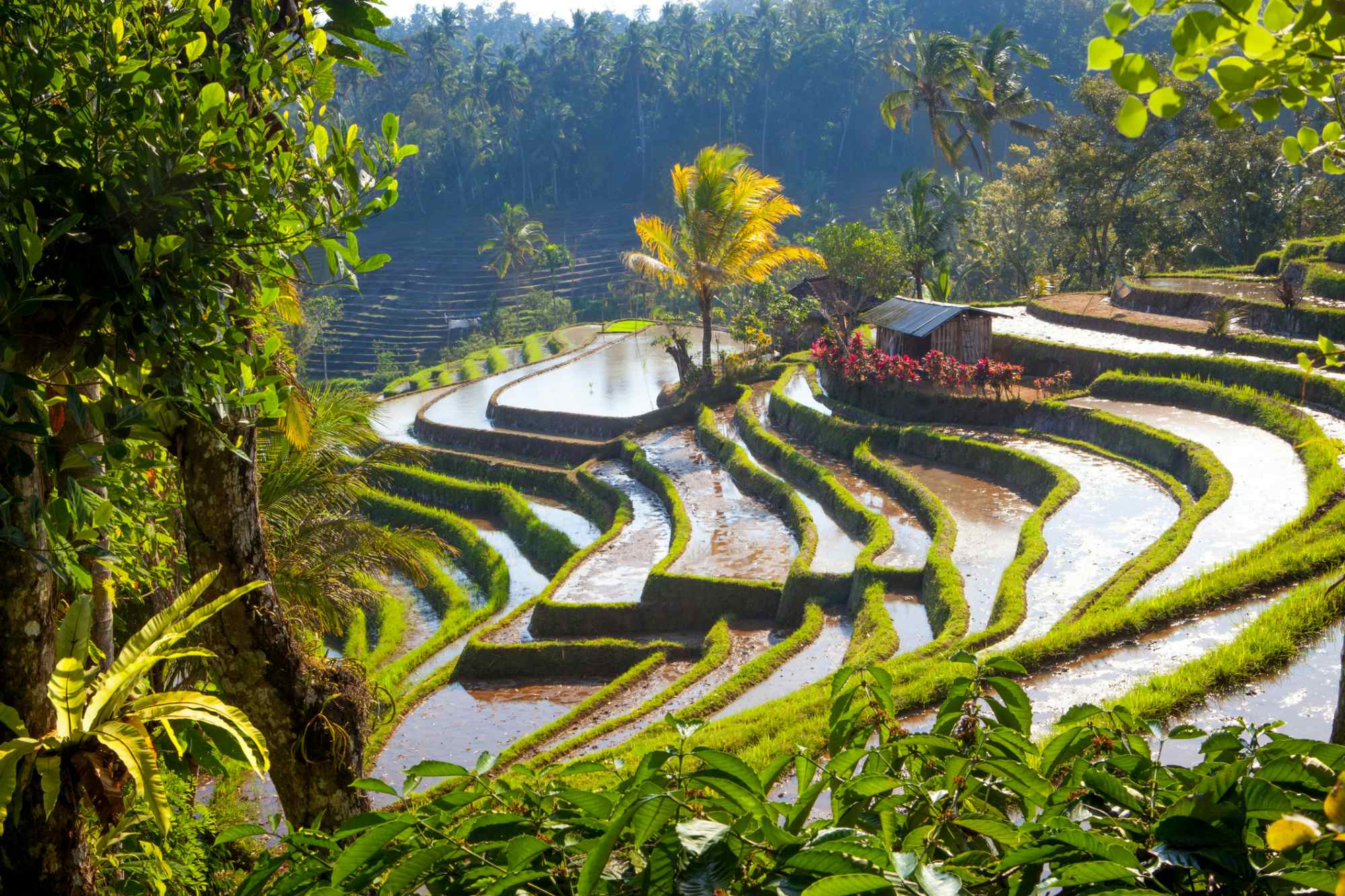 Rice paddies in the interior of Bali Island, Indonesia. 