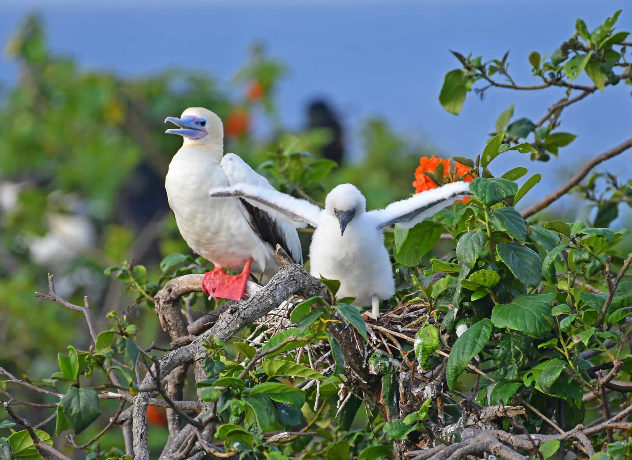 IE Lighthouse Basecamp Boobies. Photo: host, island expeditions