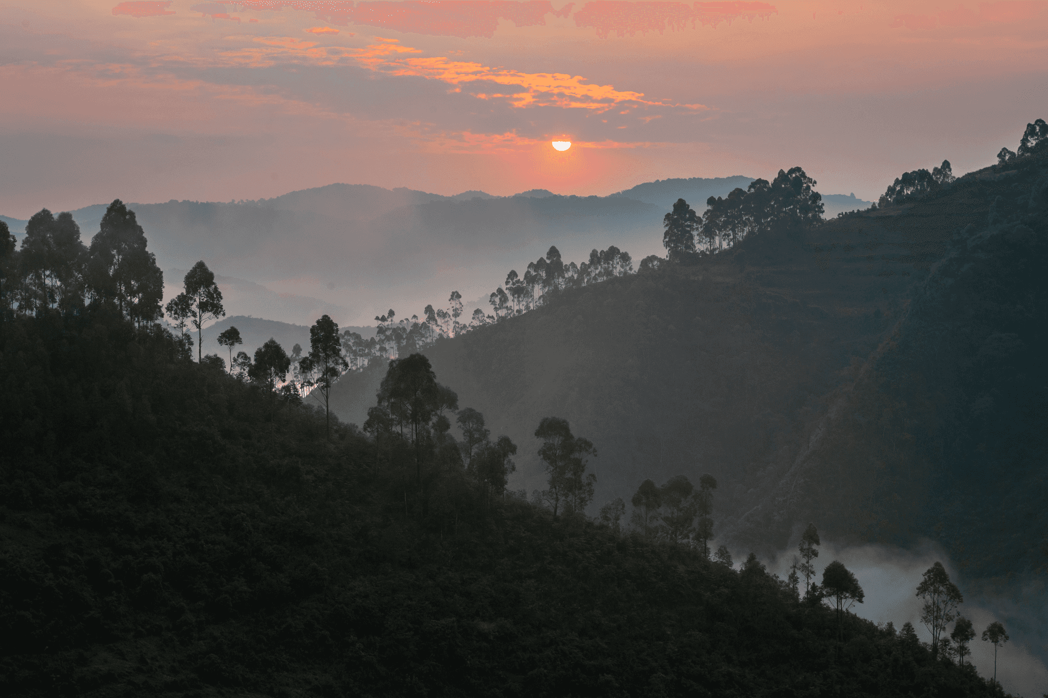 Bwindi, Uganda
Canva image - https://www.canva.com/photos/MADMdLKd93c-morning-landscape-and-mist-in-bwindi-impenetrable-national-park/
